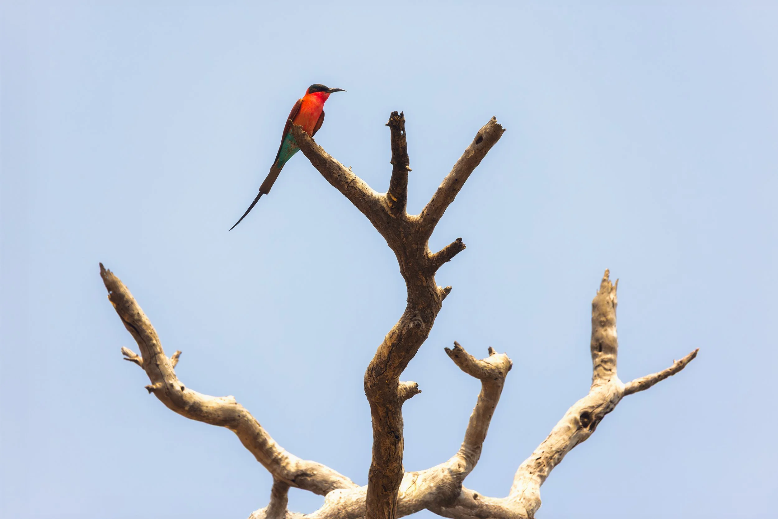 A colorful bird with a long tail perched on a bare, twisted tree branch against a light blue sky.