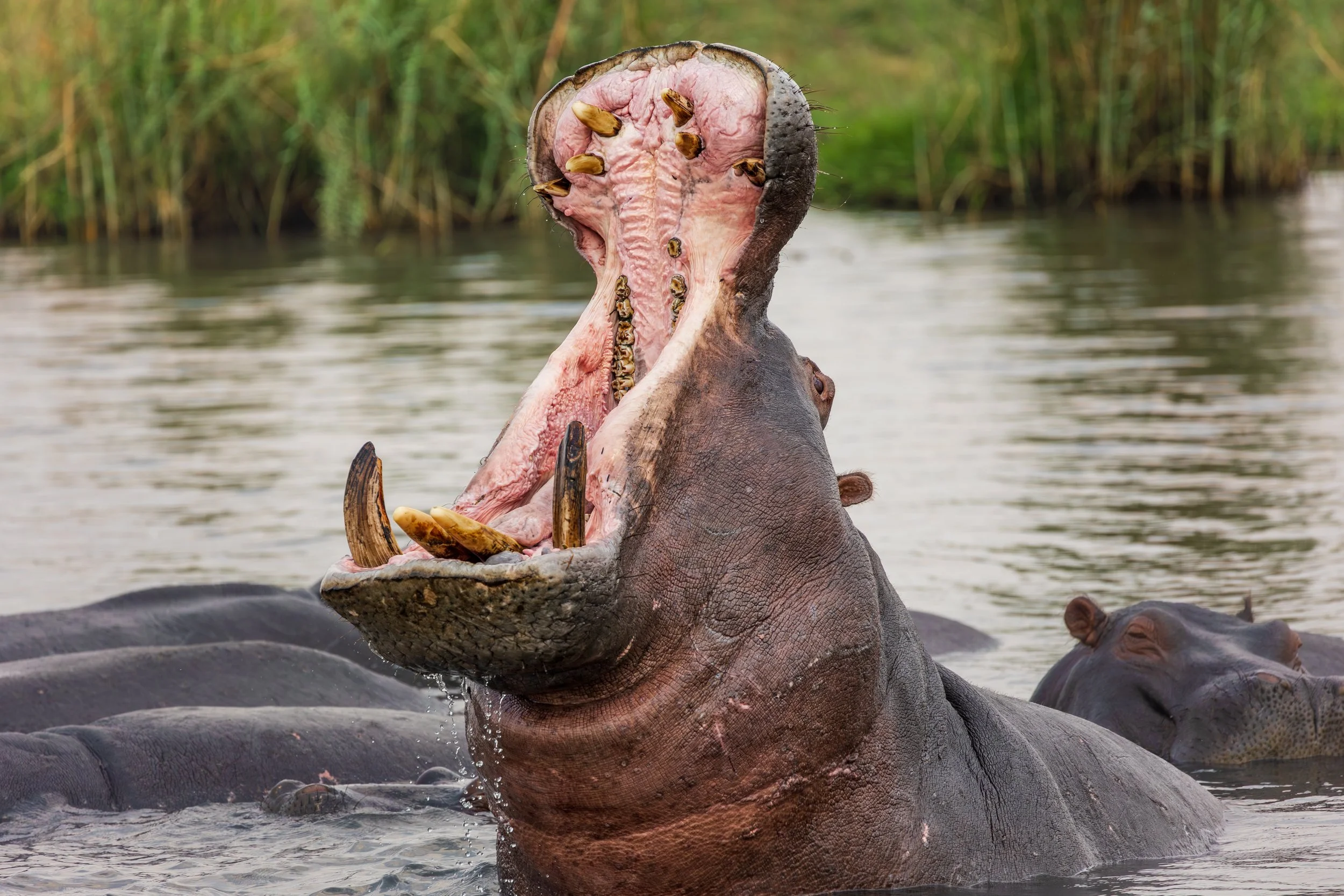 A hippopotamus with its mouth wide open in a river, showing its large teeth and pink interior, with green vegetation in the background.