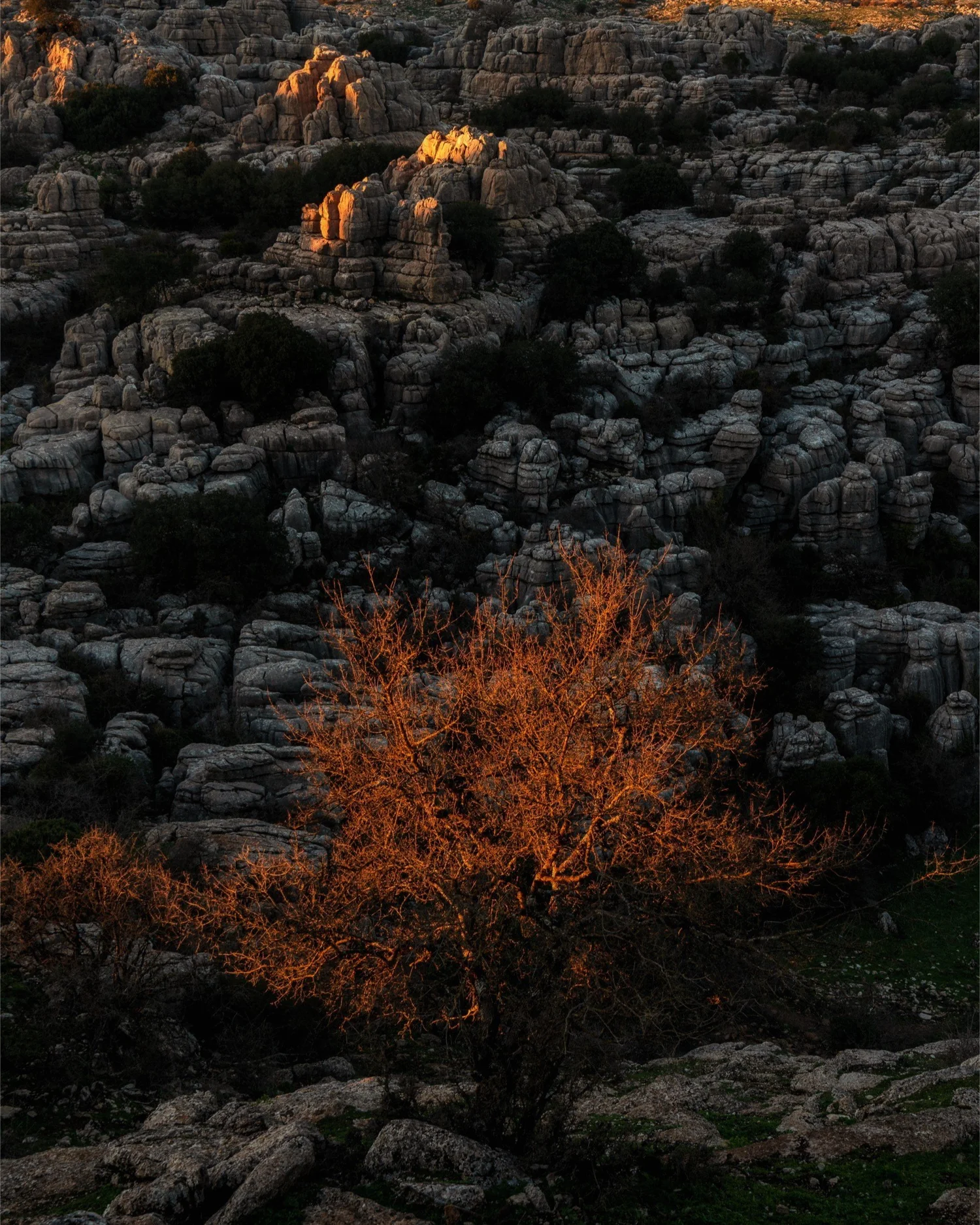 Lone tree in limestone at golden hour