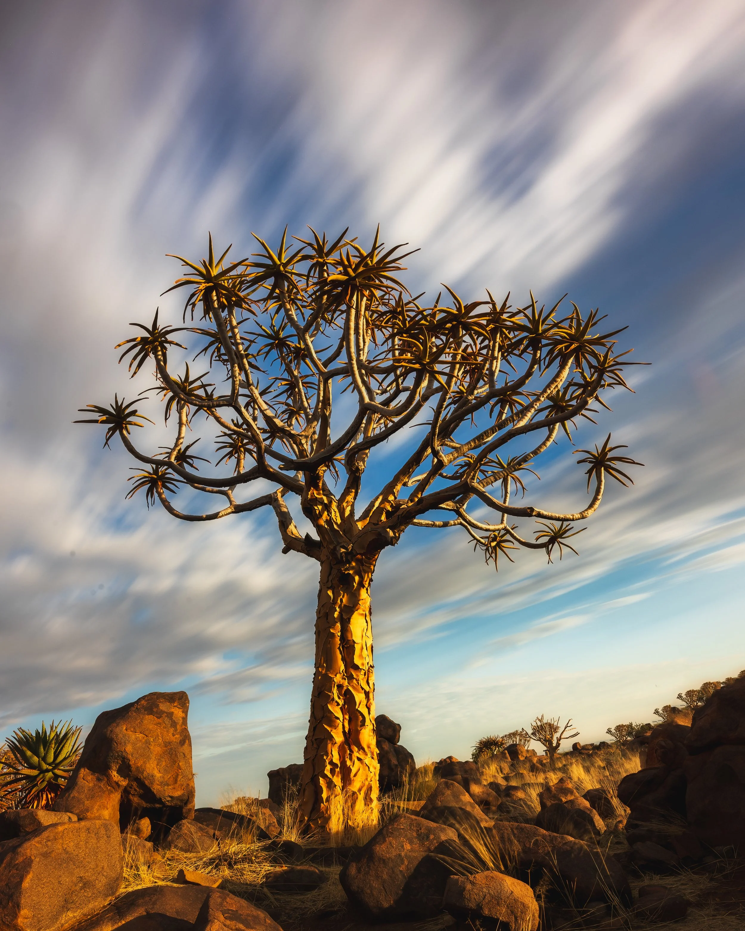 A leafless, twisty tree with long, pointed branches standing in a rocky desert landscape under a sky with streaked clouds.