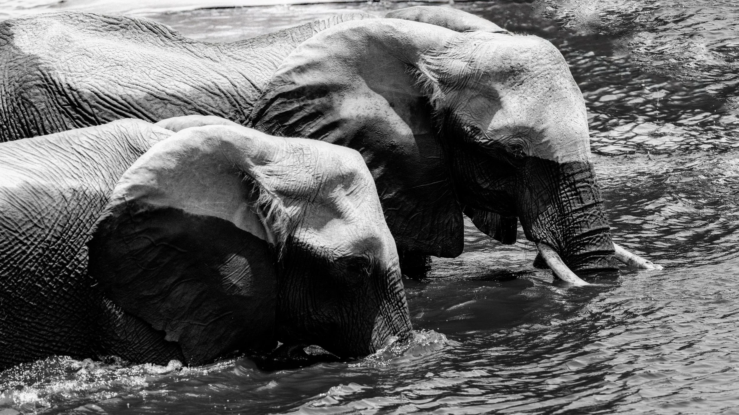 Three elephants are standing in water, with their heads lowered and trunks in the water, in black and white.