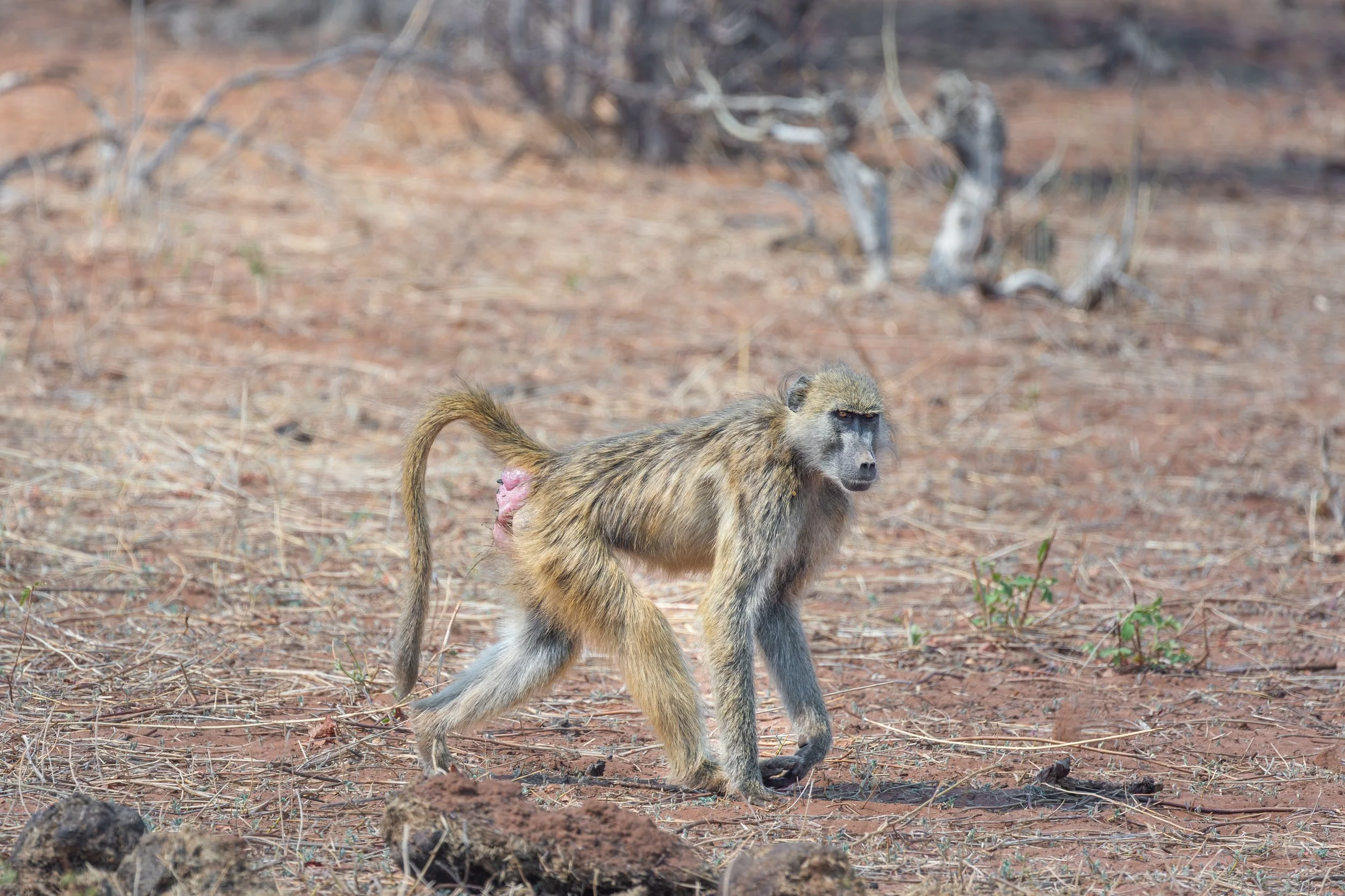 A baboon walking on dry, reddish soil with sparse vegetation and a dry tree in the background.