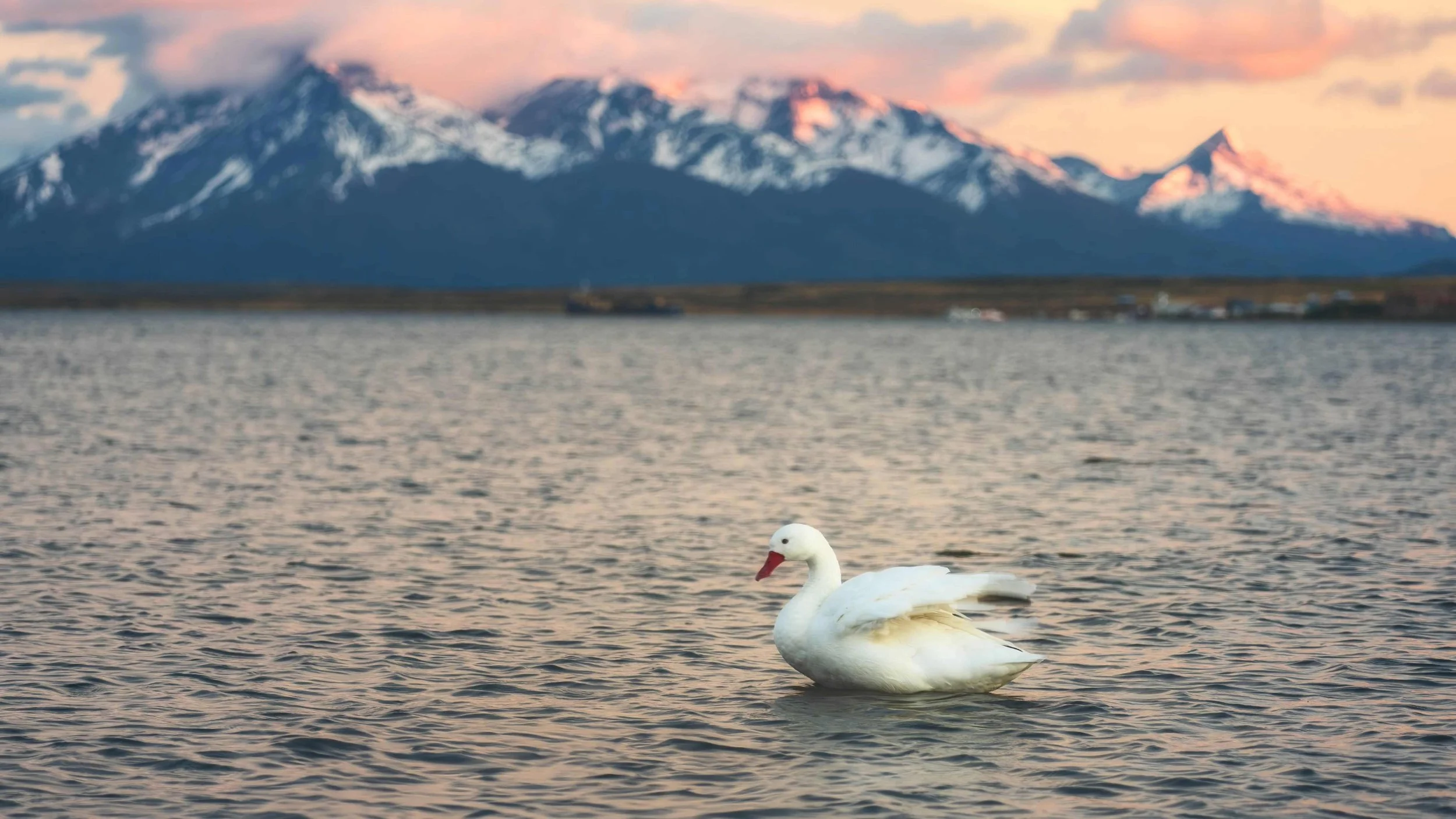 A surprise guest in my picture during a landscape photography workshop in Patagonia