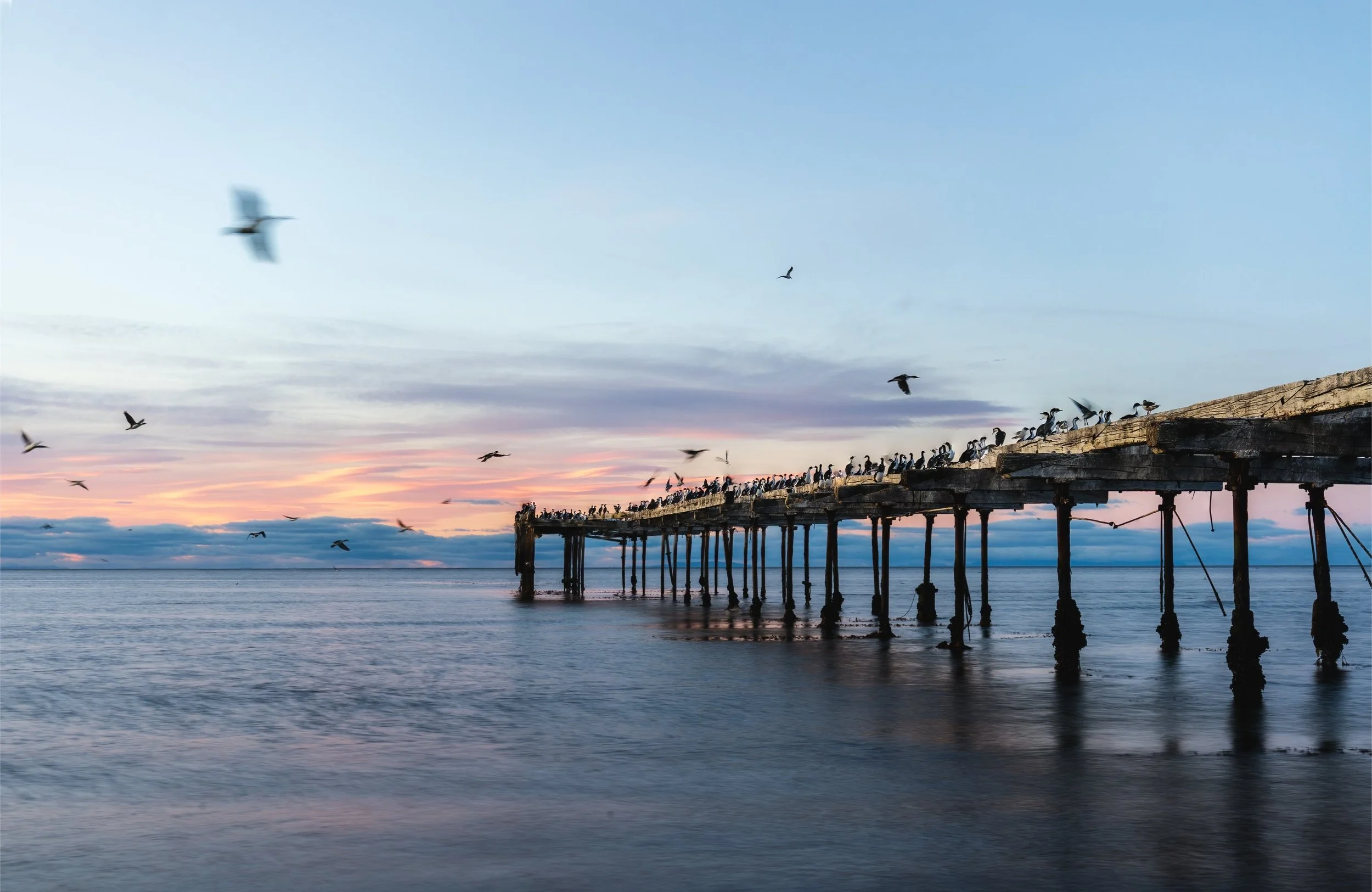 Time blended image of birds and sunrise over Punta Arenas Pier