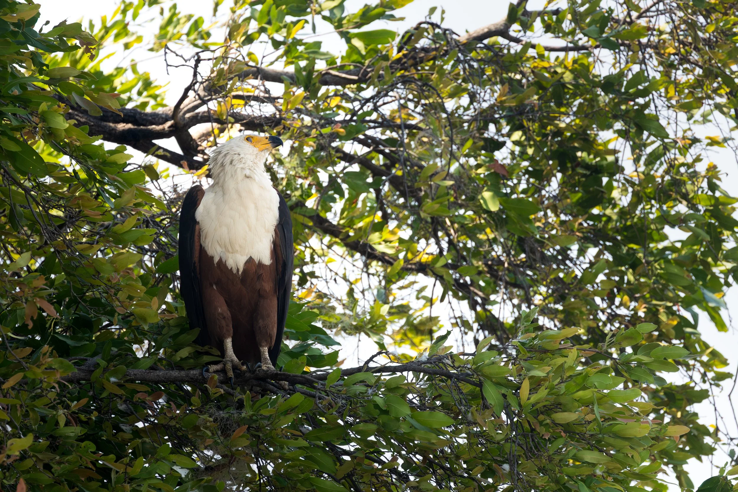 An African fish eagle perched on a tree branch surrounded by green leaves.