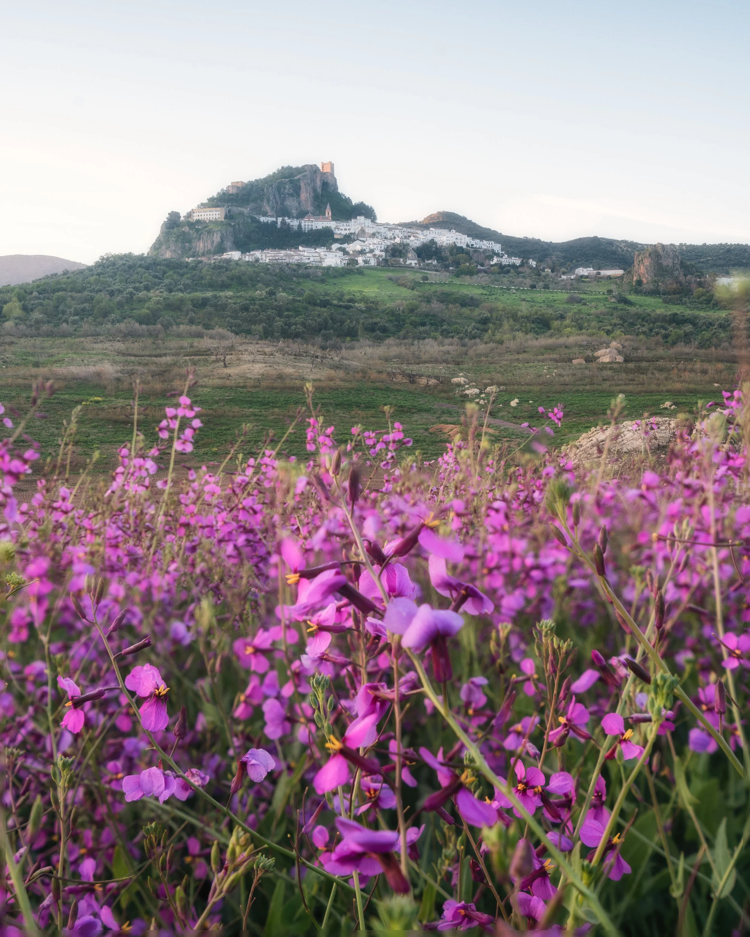 Spring flowers Zahara de la Sierra golden light