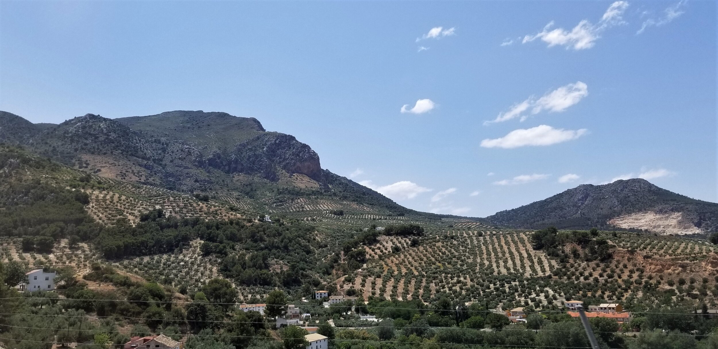 Granada olive groves EDIT.jpg
