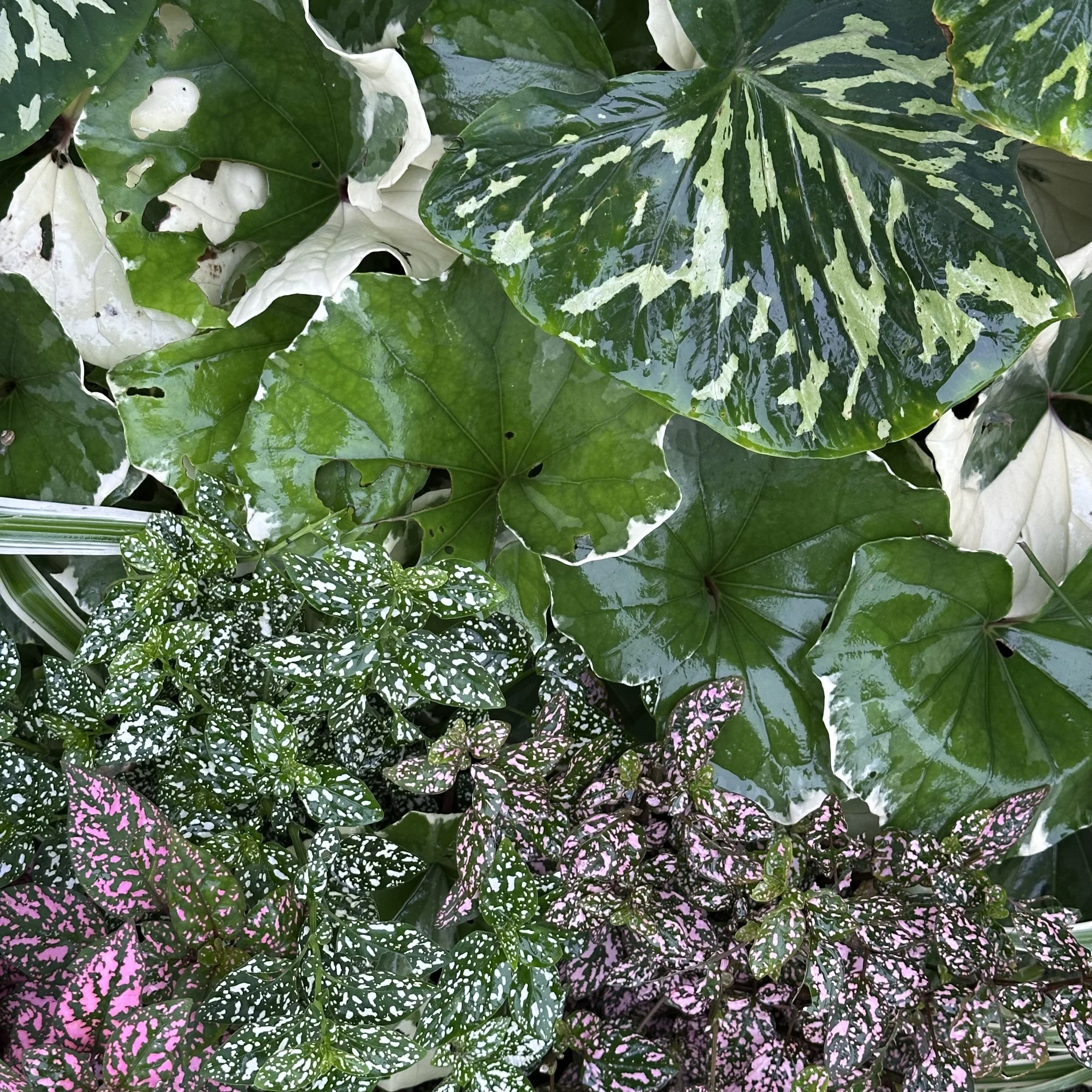 plant combo.jpeg
