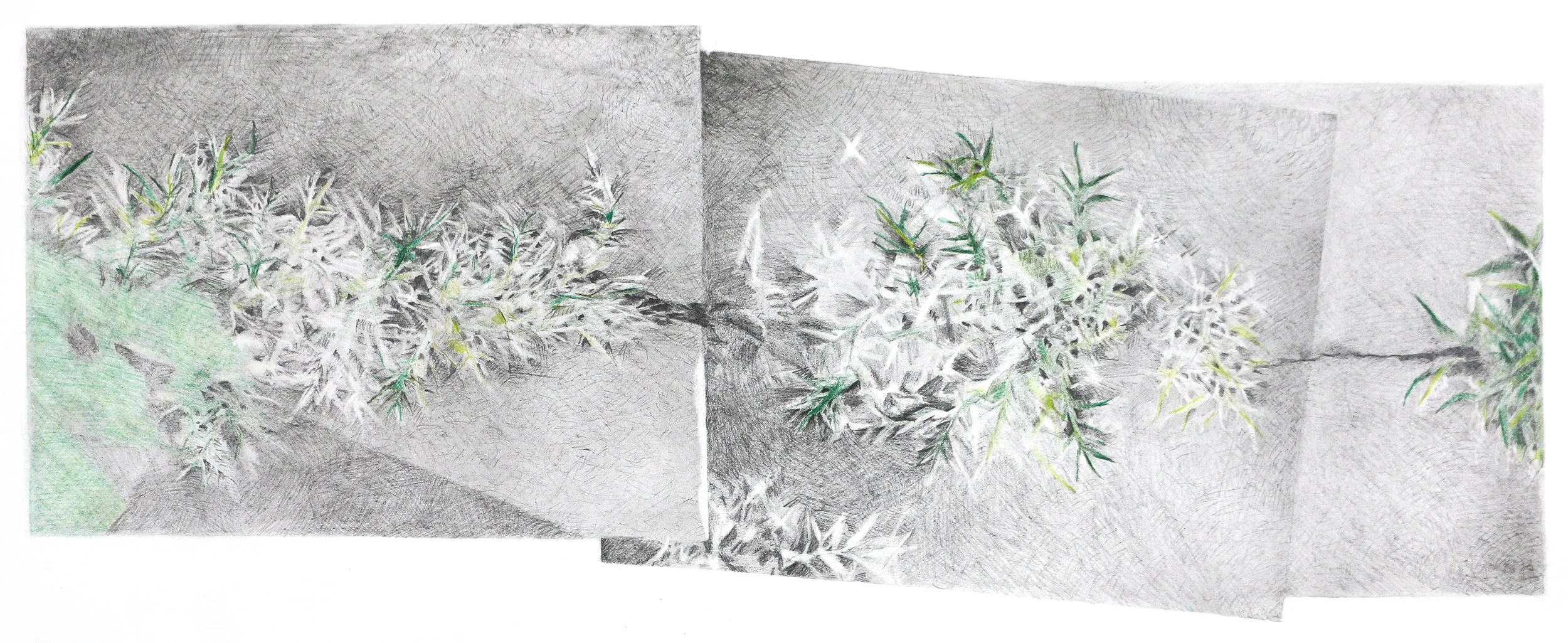  Traveler | graphite and colored pencil on paper | 13 × 30  inches 