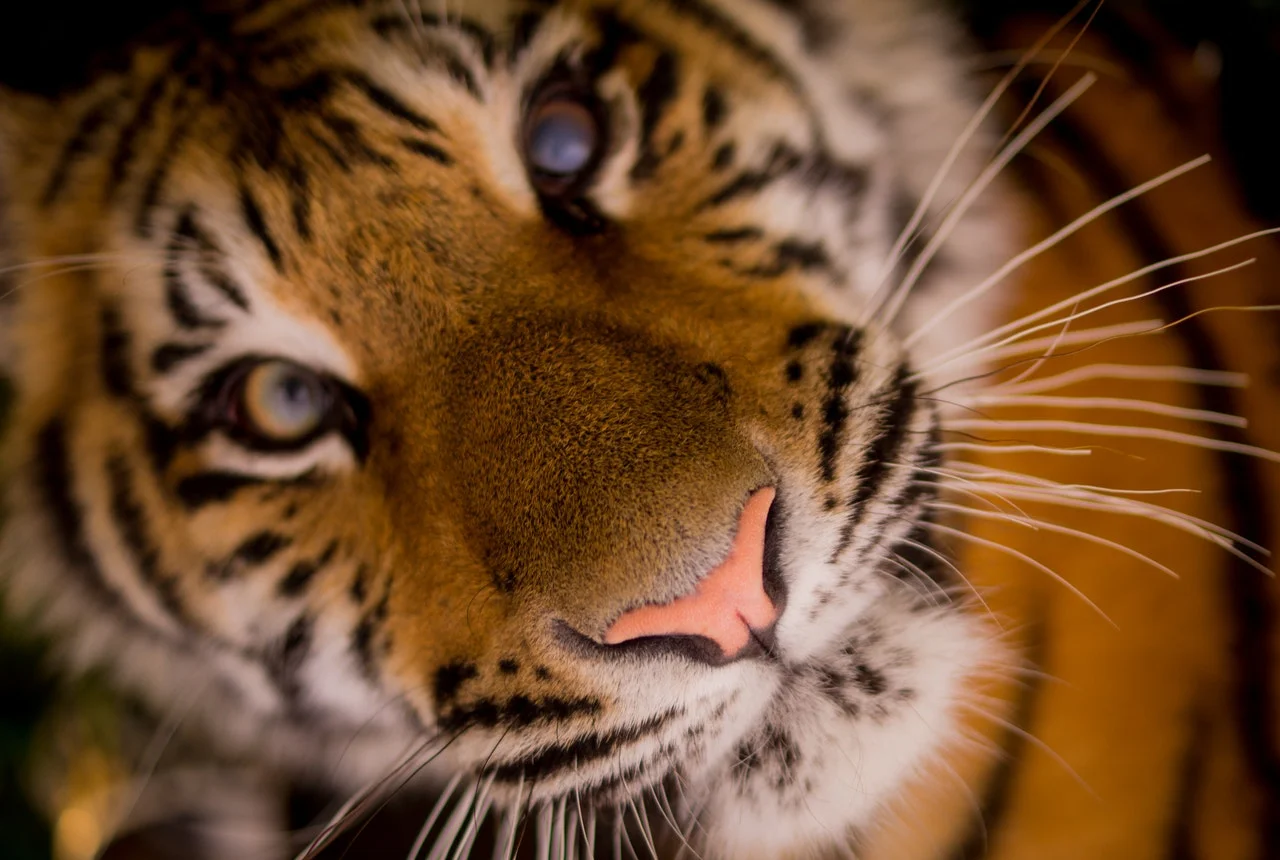 tiger.jpg