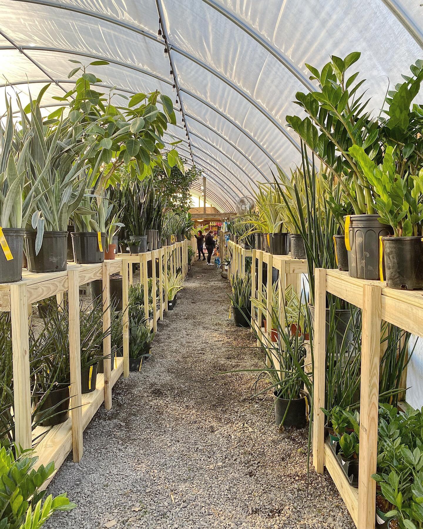 Our main greenhouse got a little upgrade this week. The new setup really allows the plants to shine. Come check it out tomorrow!