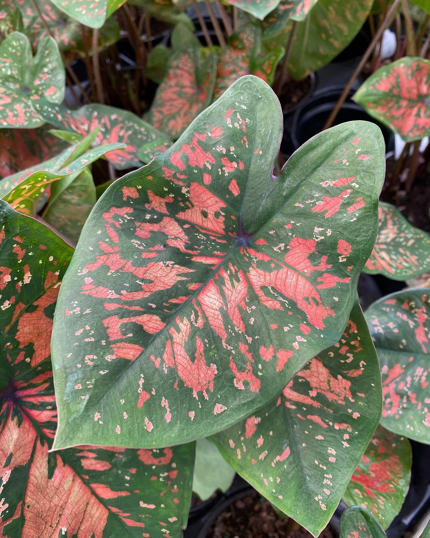 Caladiums are looking so good right now! We are overflowing with all sorts of plants right now with more arriving every day!