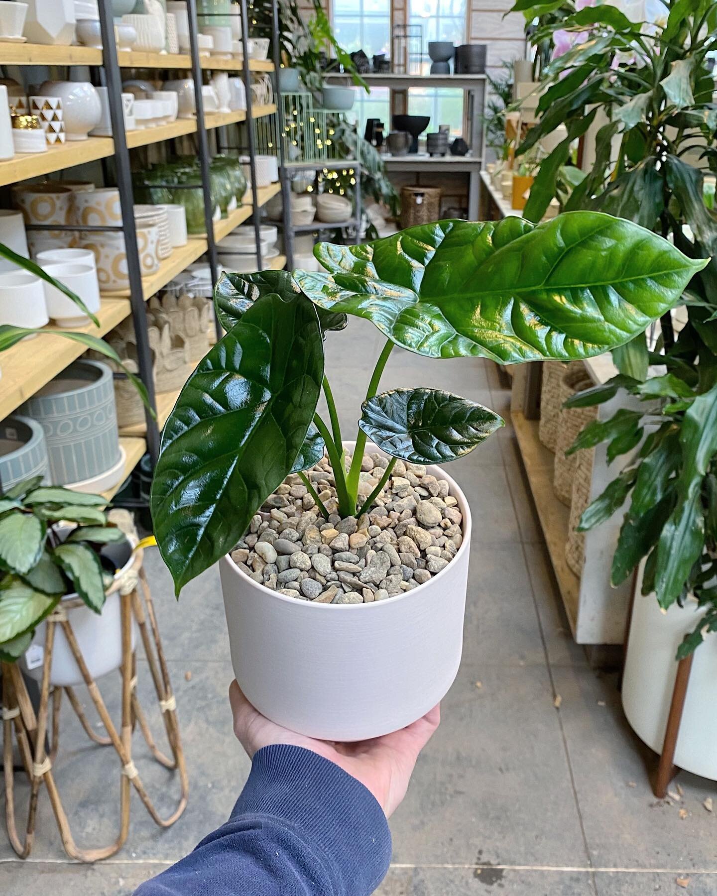 Lots of new plants in the shop this week, but this Alocasia sinuata &lsquo;Quilted Dream&rsquo; definitely takes the cake!