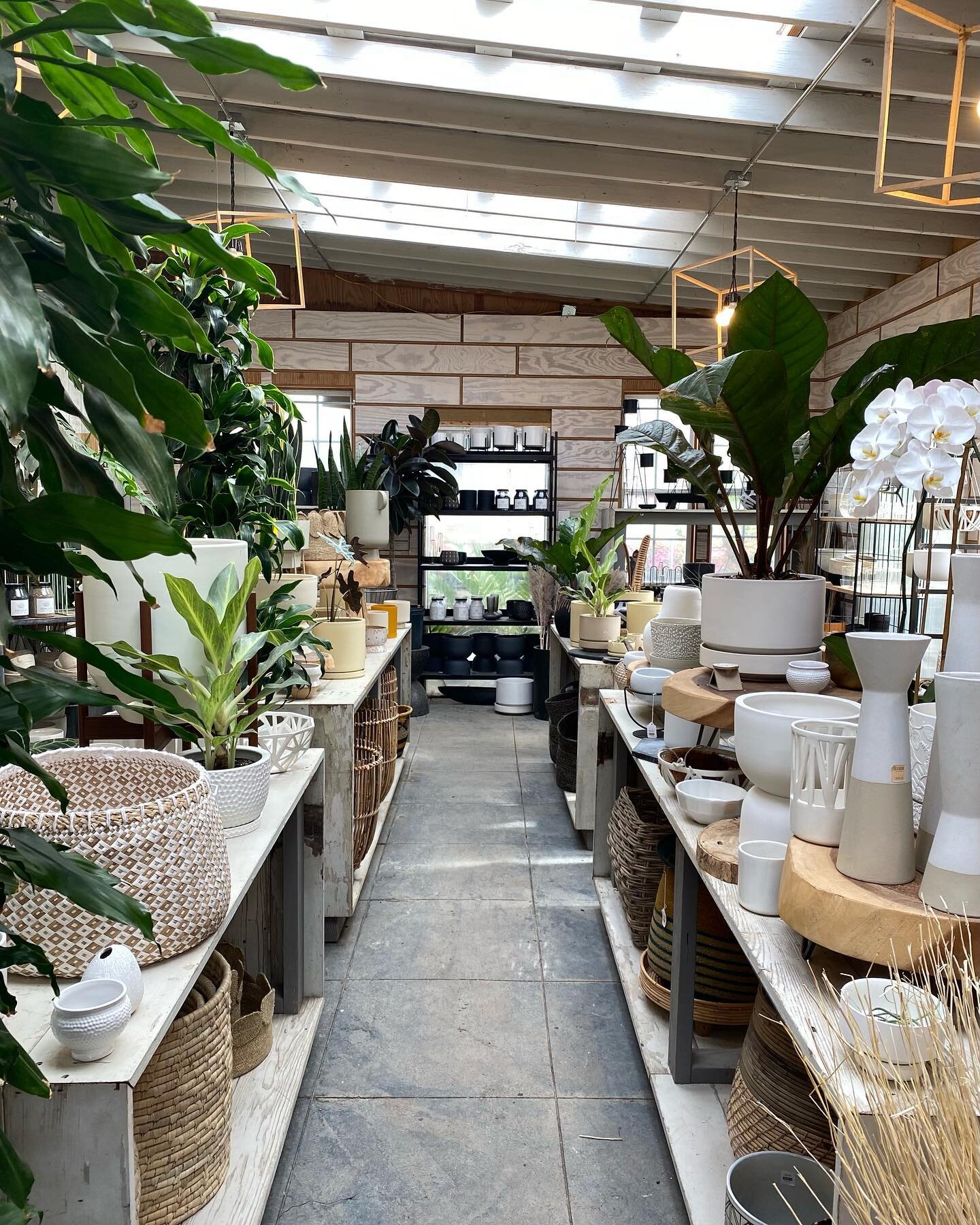 * * S A L E * * Thursday thru Saturday (7/8-7/10) we are having a 20% off sale on all houseplants, succulents, pots and containers! We have a big shipment coming at the end of next week and we need some space in the greenhouse! Come out and see us!