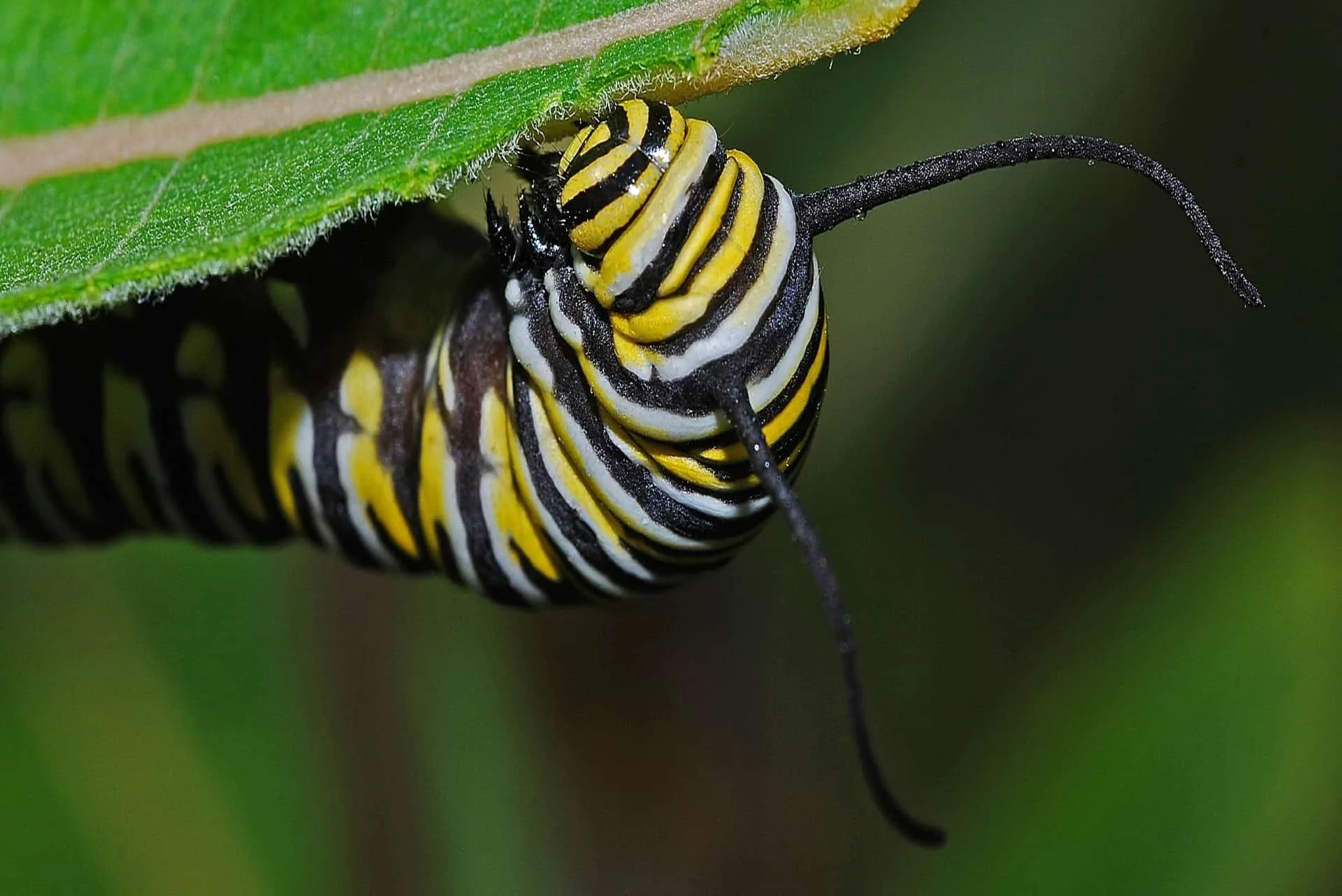 Animation Insectes — AnimaNature