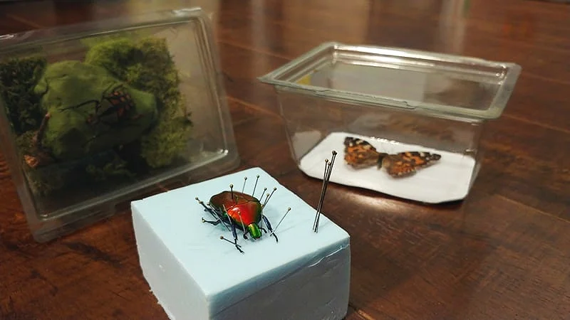 Animation Insectes — AnimaNature