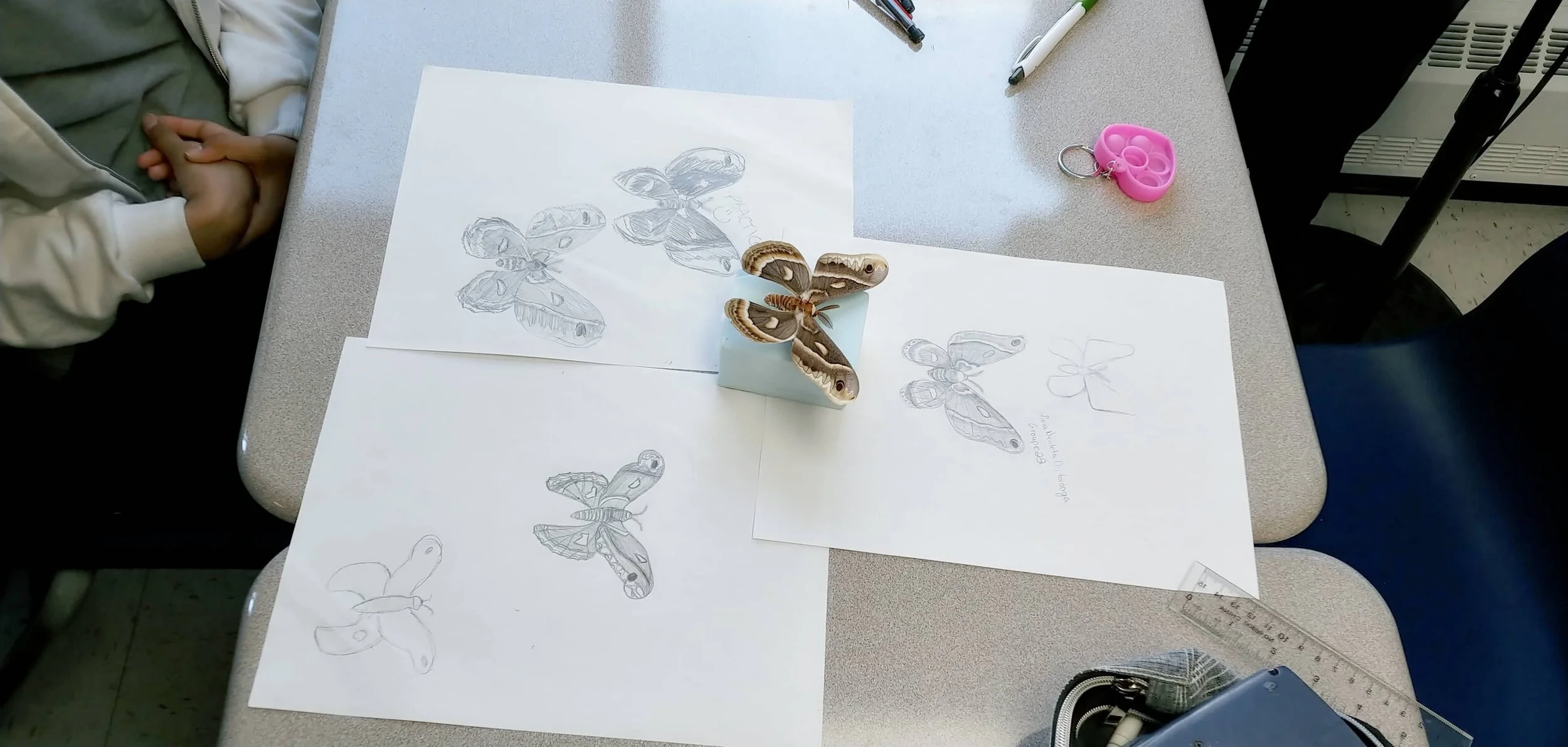 Animation Insectes — AnimaNature