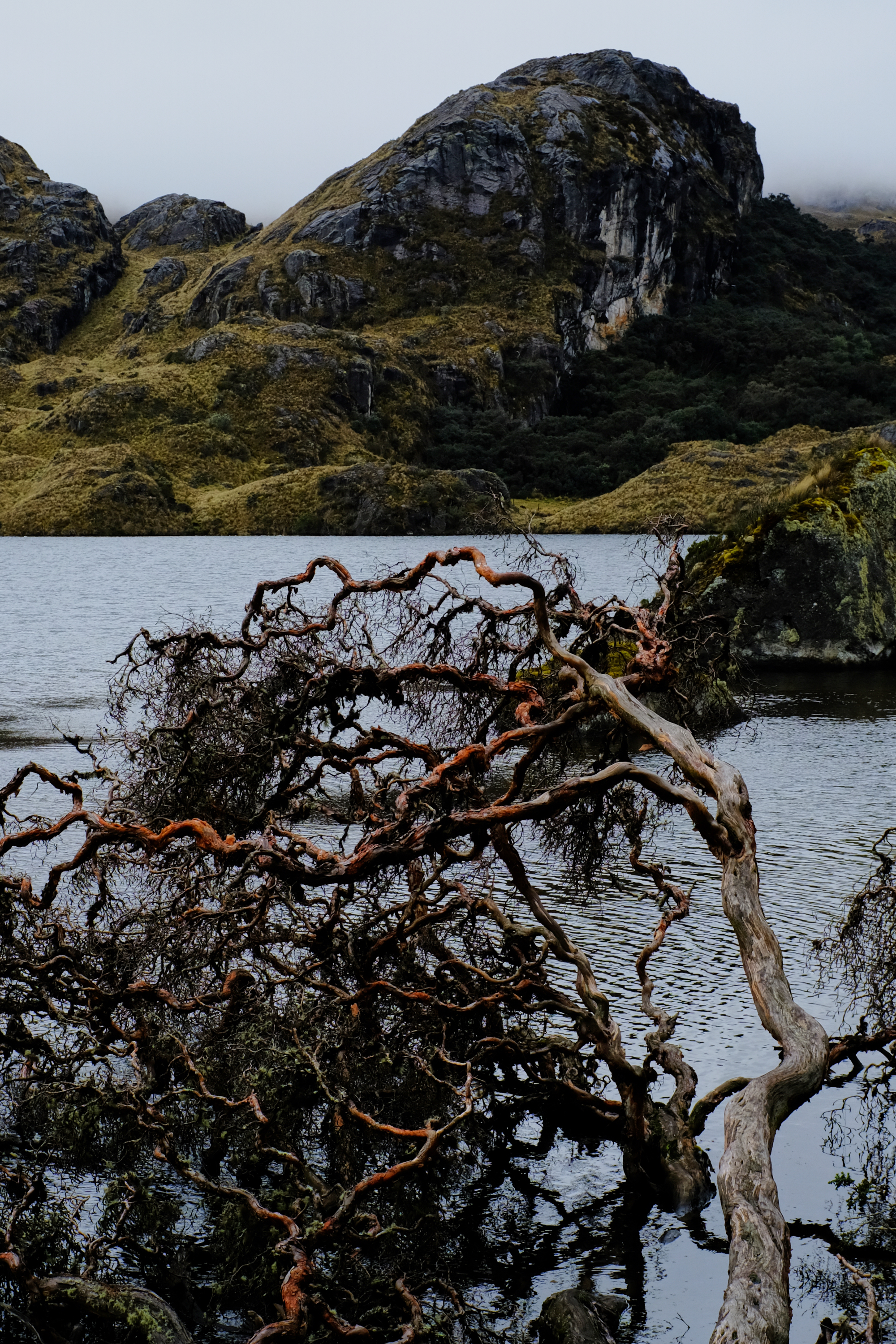 Cajas National Park, Ecuador