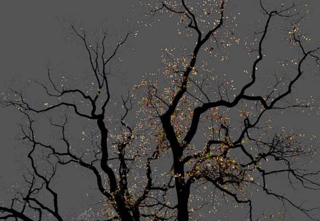 Arman No 15 from the series: Dark Trees , 2016 Archival pigment print 29.51 x 19.68