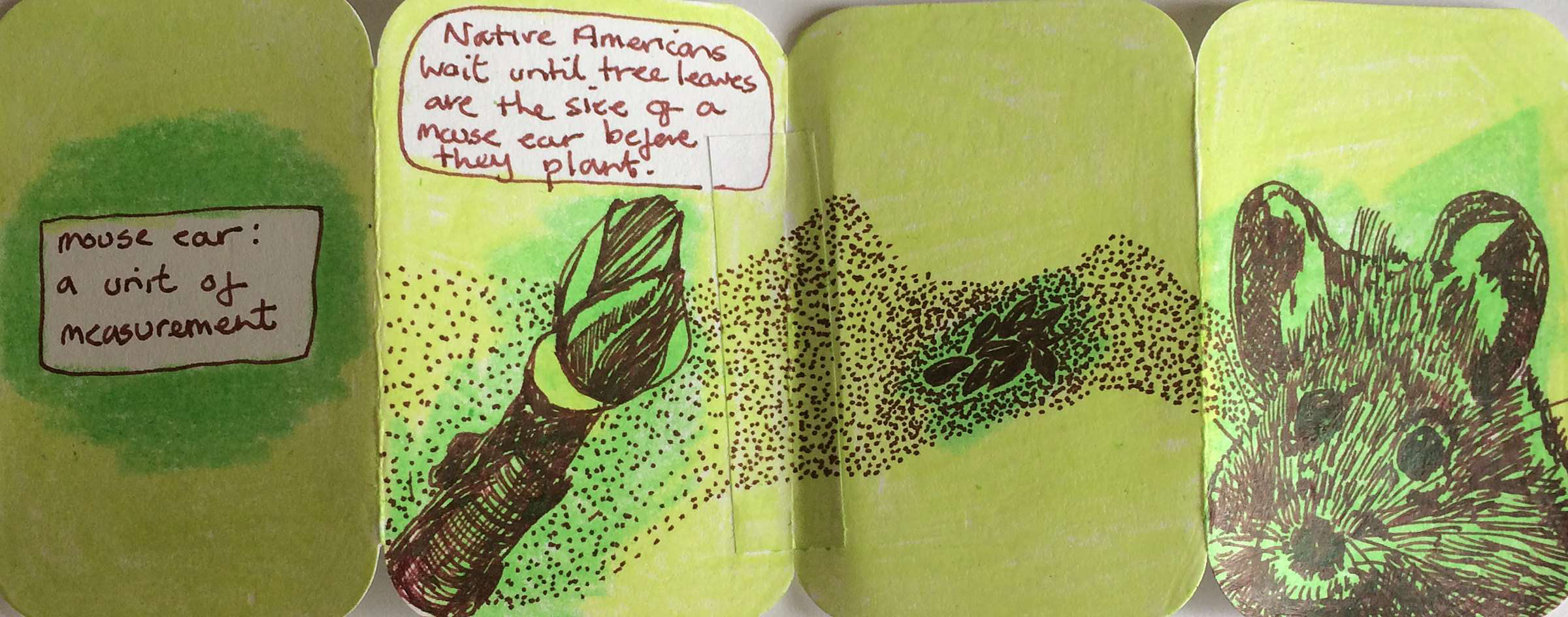 mouse ear a unit of measurement