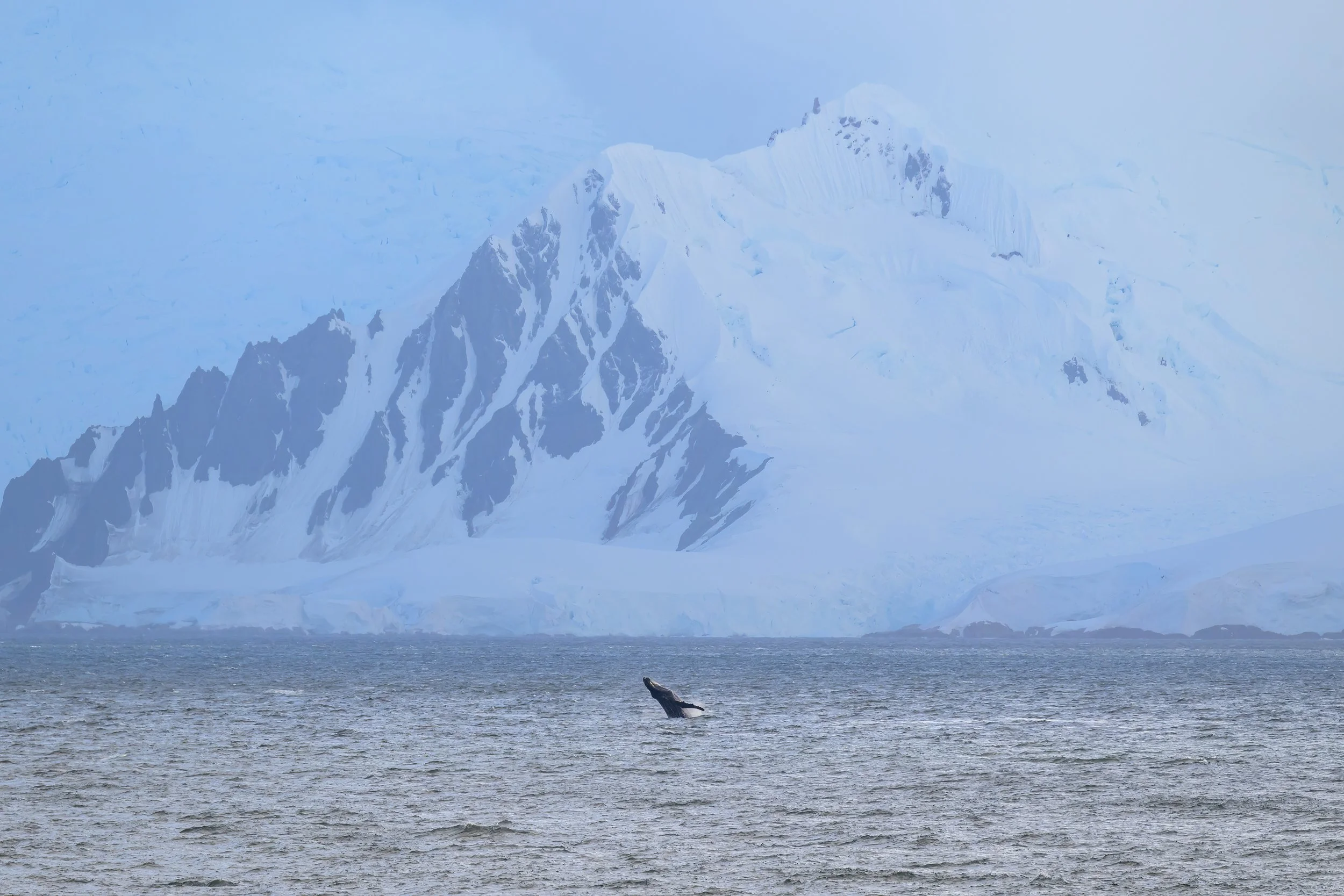 Breaching Humpback.jpg