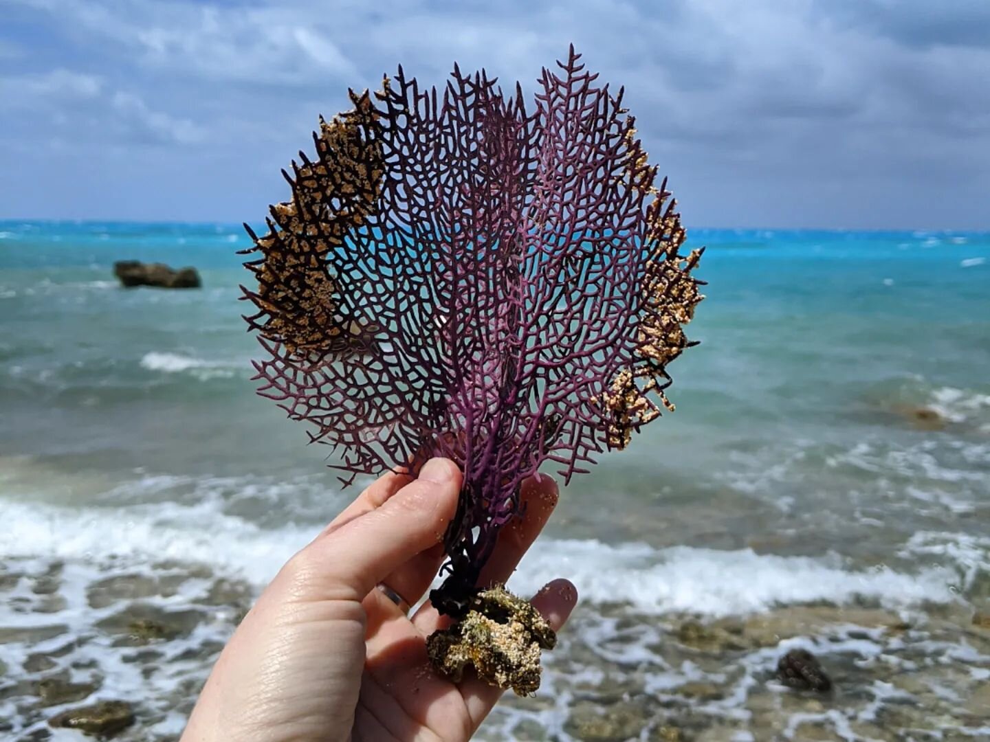 A sea fan on a windy day!

Our last port of call before we strike out to cross the Atlantic, Bermuda! 

An unbelievably windy day, but gorgeous non the less. Took a stroll to Sea Glass Beach, and enjoyed the scenery along the way!

#bermuda #naturali