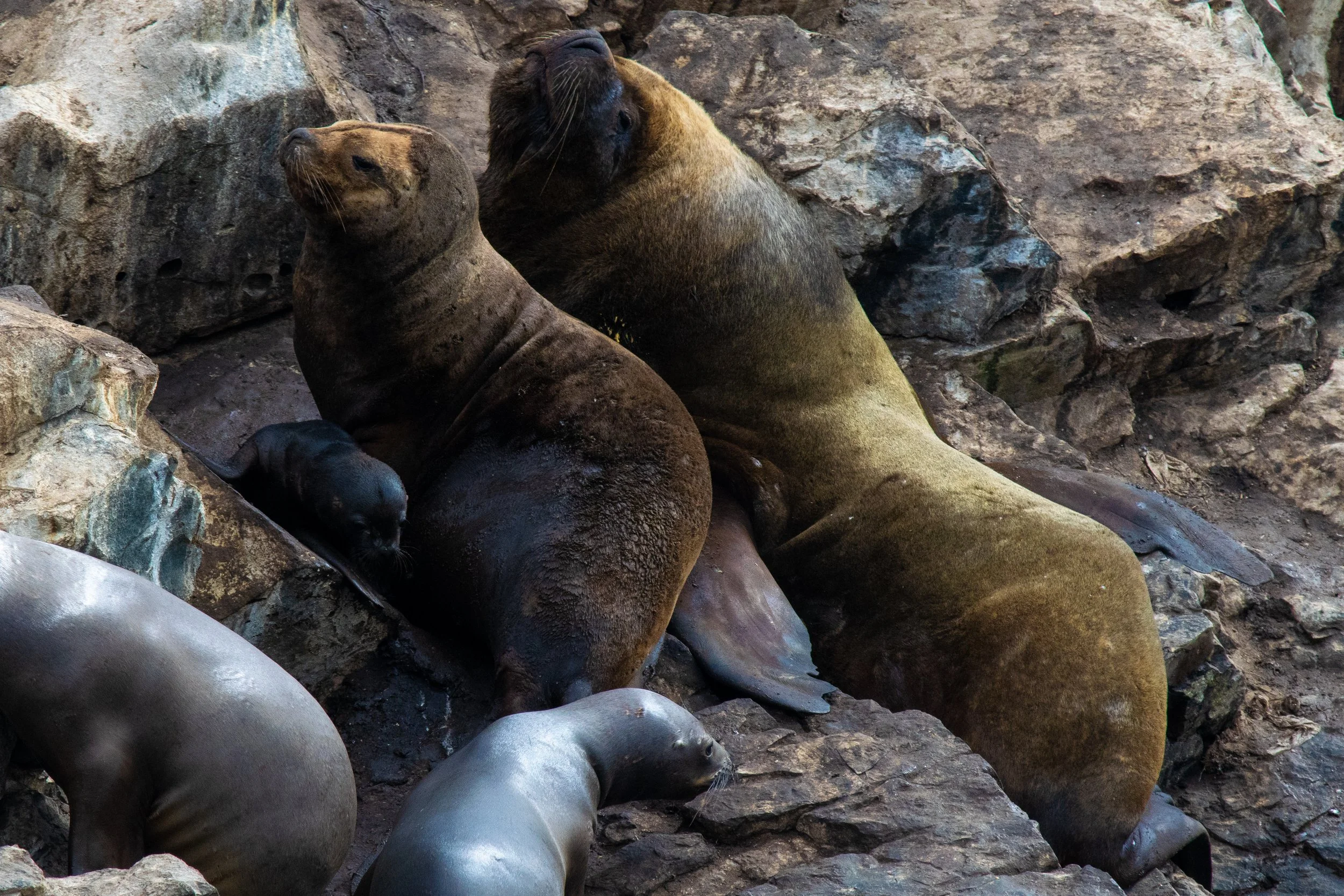 Argentina to Chile Around Cape Horn 