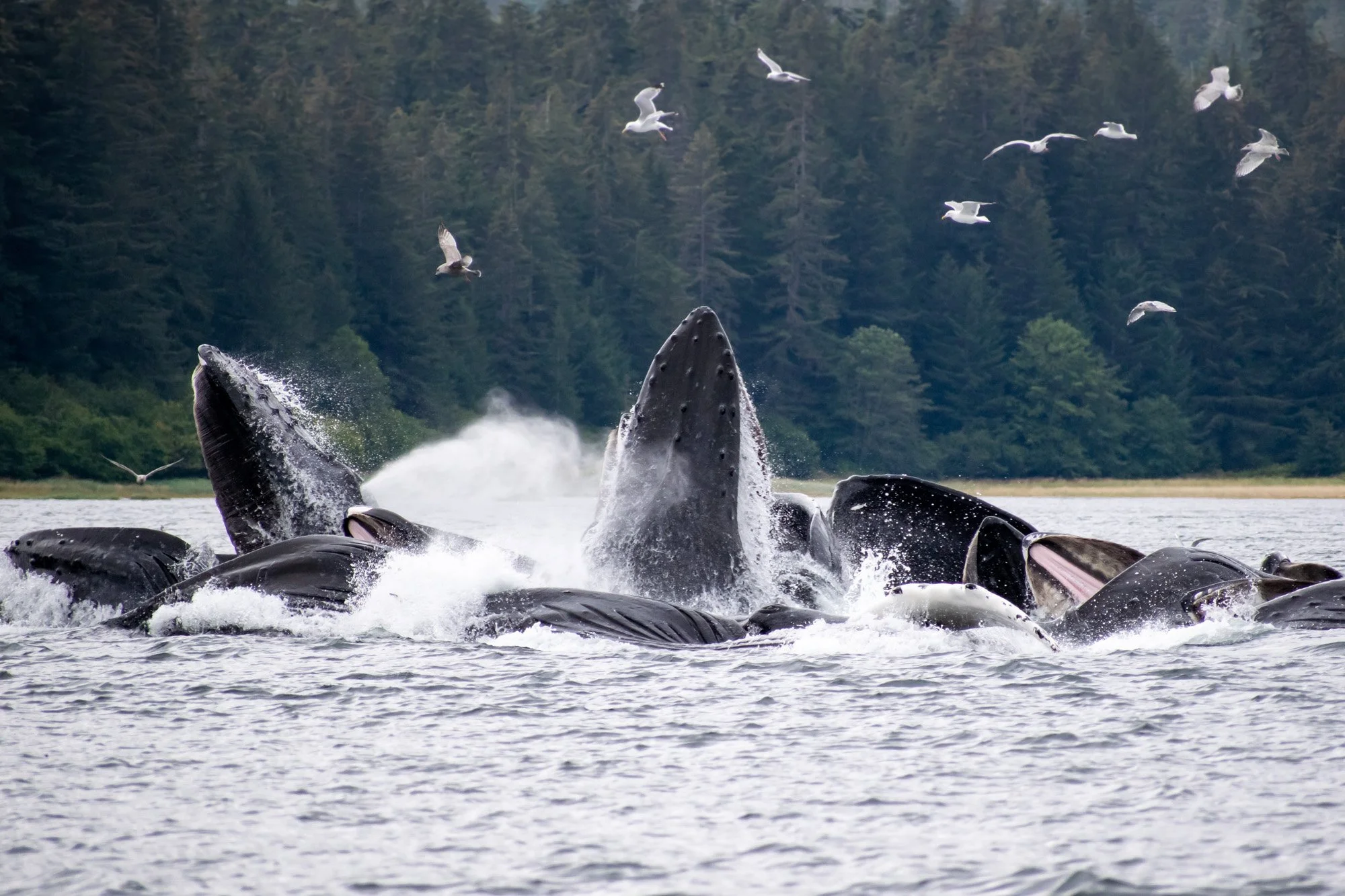 Best of Alaska (3).jpg