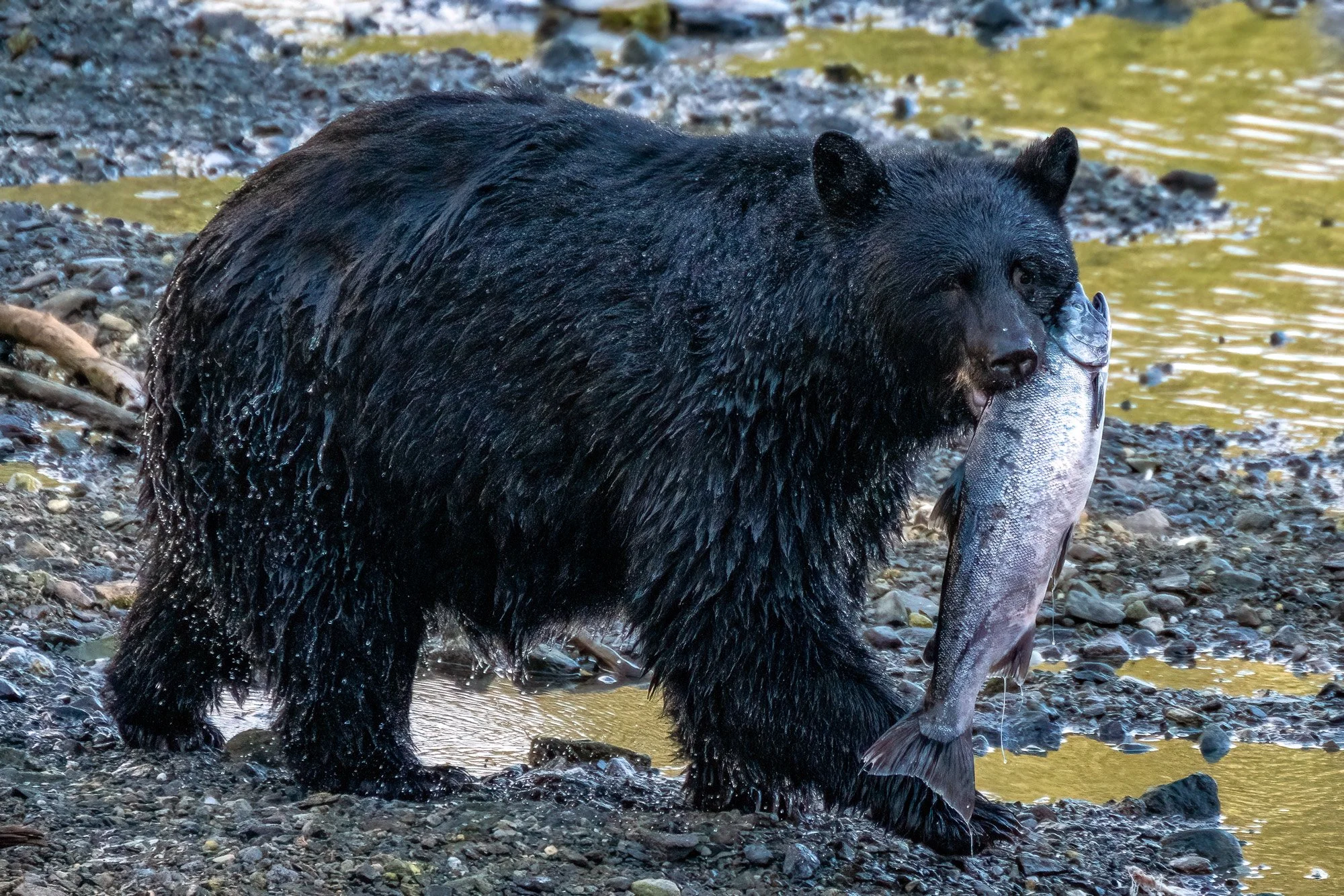Best of Alaska (7).jpg