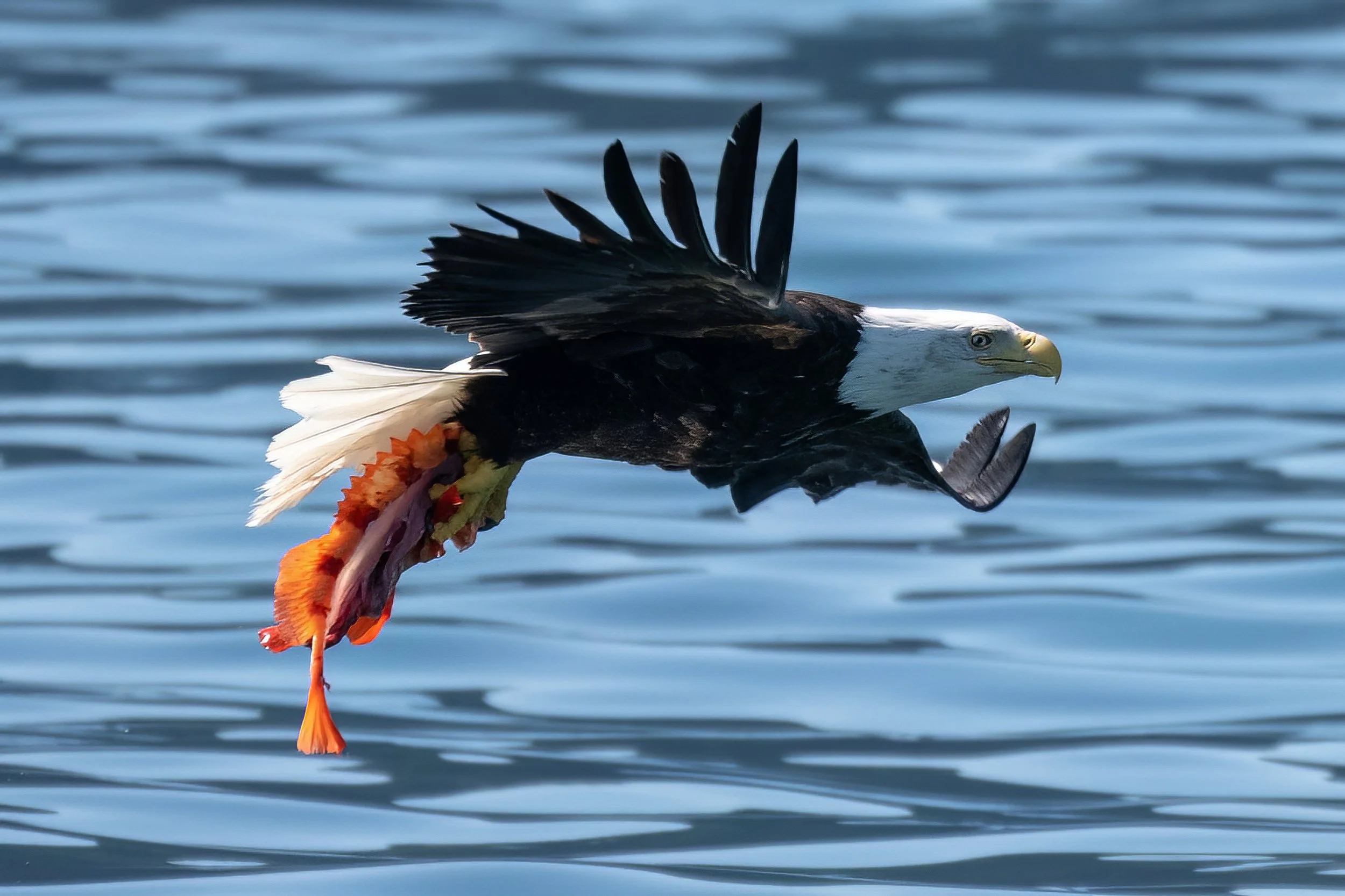 Best of Alaska (10).jpg