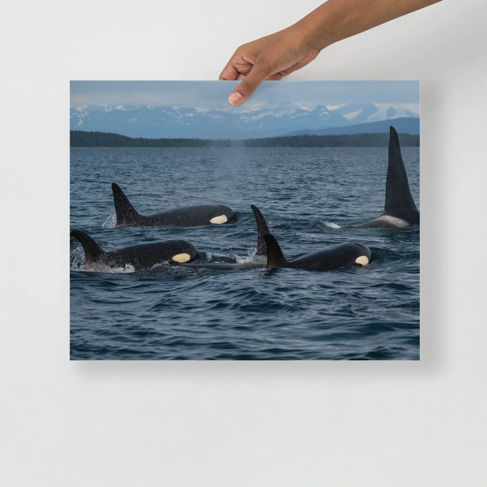 enhanced-matte-paper-poster-(in)-16x20-front-64c8749b26382.jpg