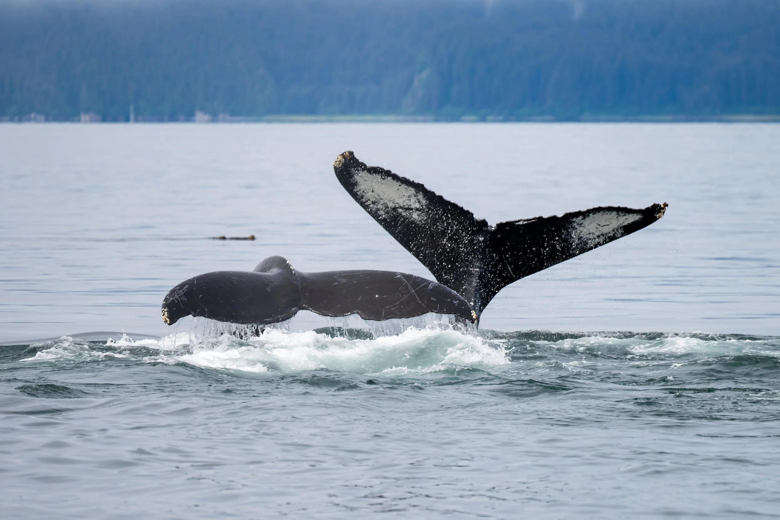 Whale of a Tale.jpg