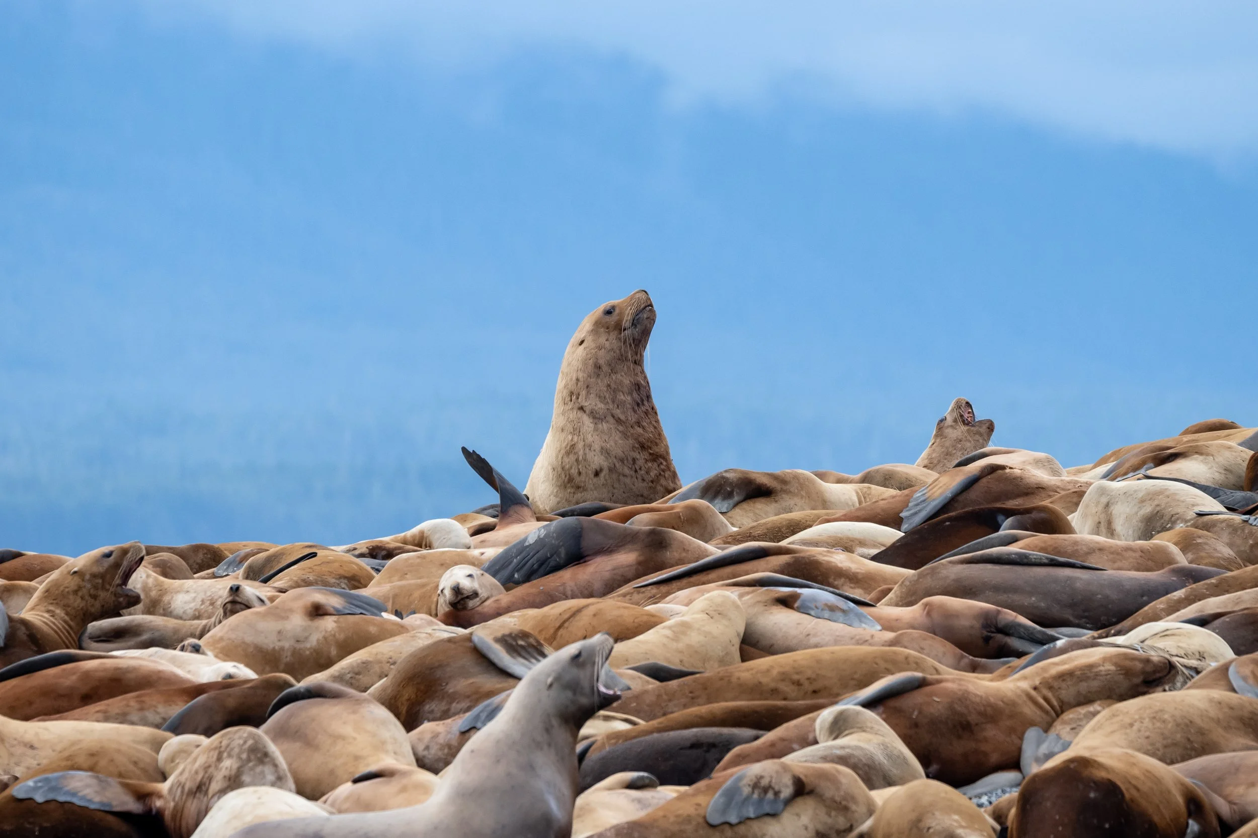 Celebrity Summit | Alaska Southbound