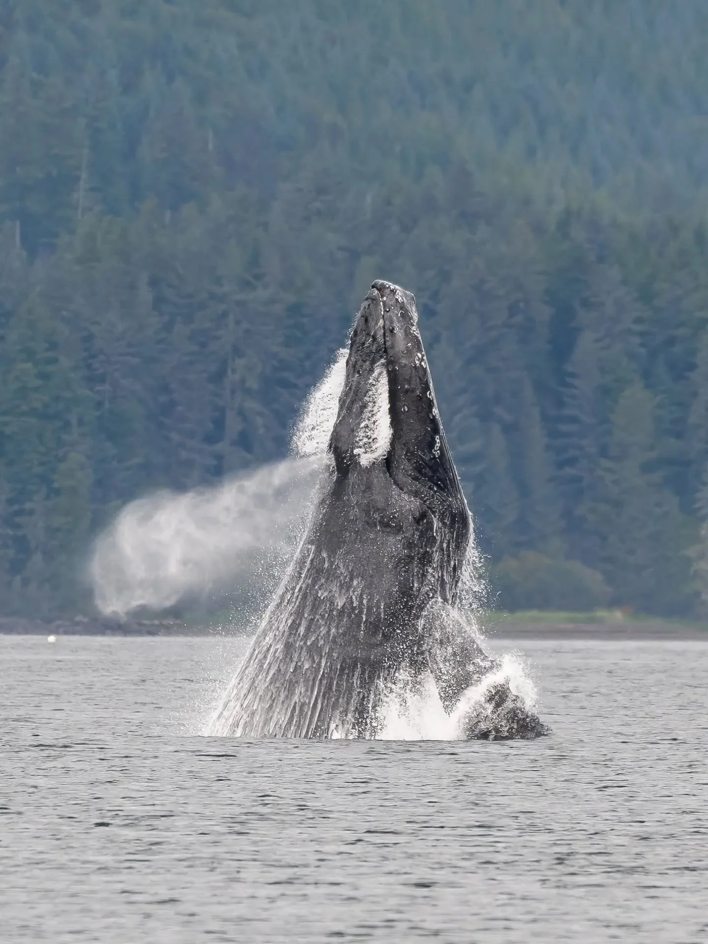 Whales out of water

As my final whale watch of the Alaska season was coming to a close, the boat turned back toward the harbor, and the whales thanked for allowing us to watch them.. the excited shout of BREACH rang through the boat.

Snapped back t