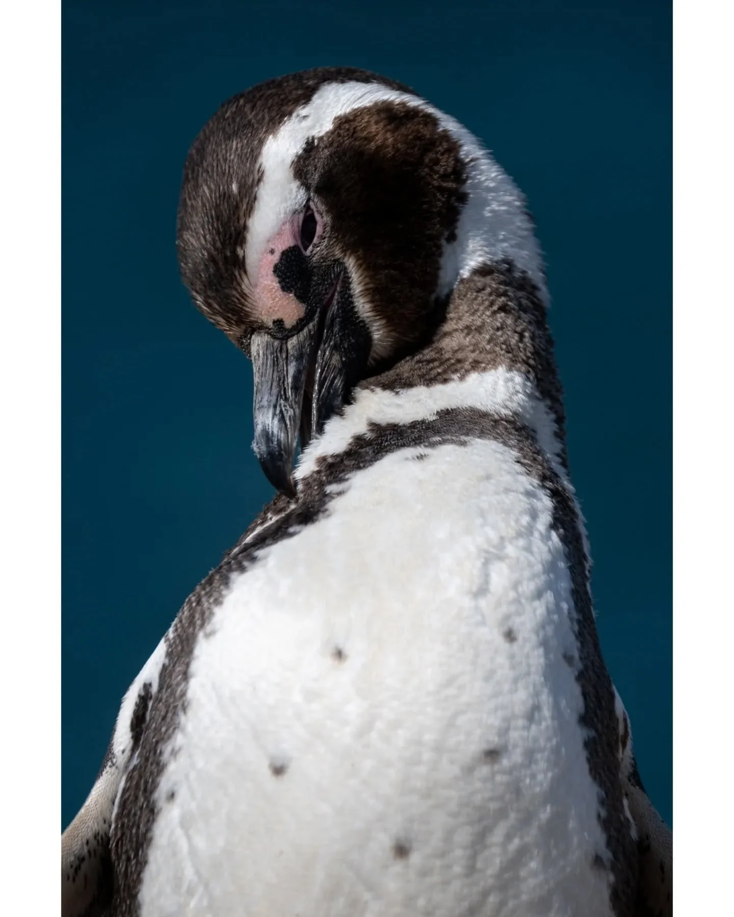 Penguin portraits

I took to the stage this morning to talk all about penguins! With penguins still on the mind I've finally gotten to editing these images from the Peninsula Valdez. These Magellanic Penguins stood just outside their burrows, stretch