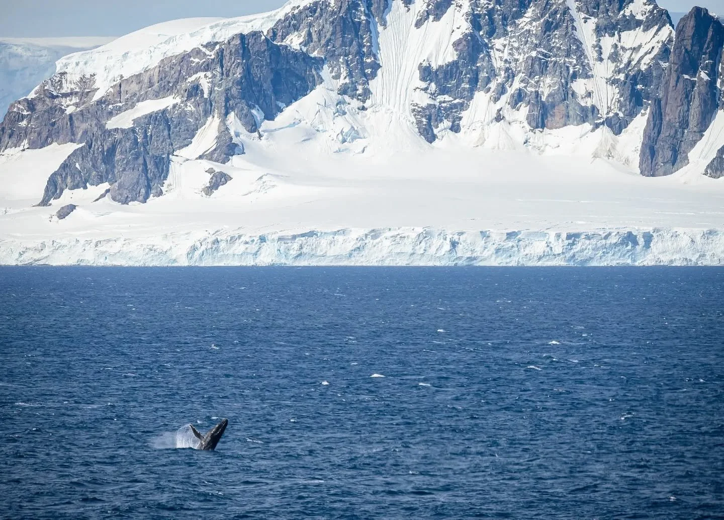 Whales at the end of the world.

I took to the stage today to talk about the gentle giants of our oceans. The cetaceans that traverse the seas to feast at the bottom of the world. For their colossal size the grandeur of the seascape sets them in a sm