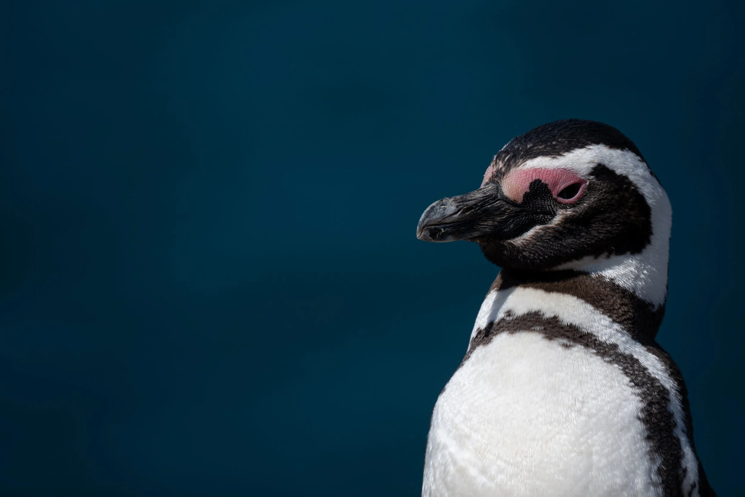 Celebrity Equinox | Patagonia