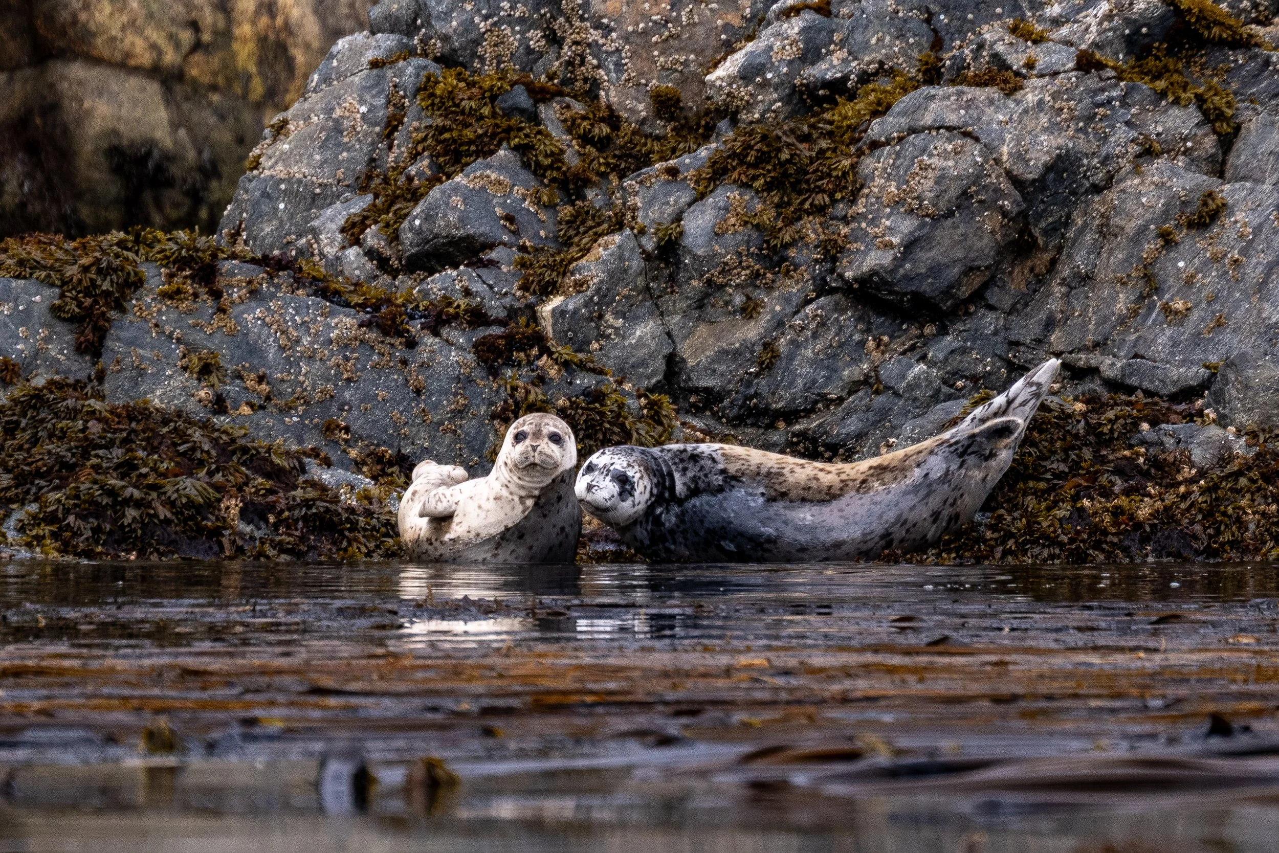 Celebrity Solstice | Southeast Alaska