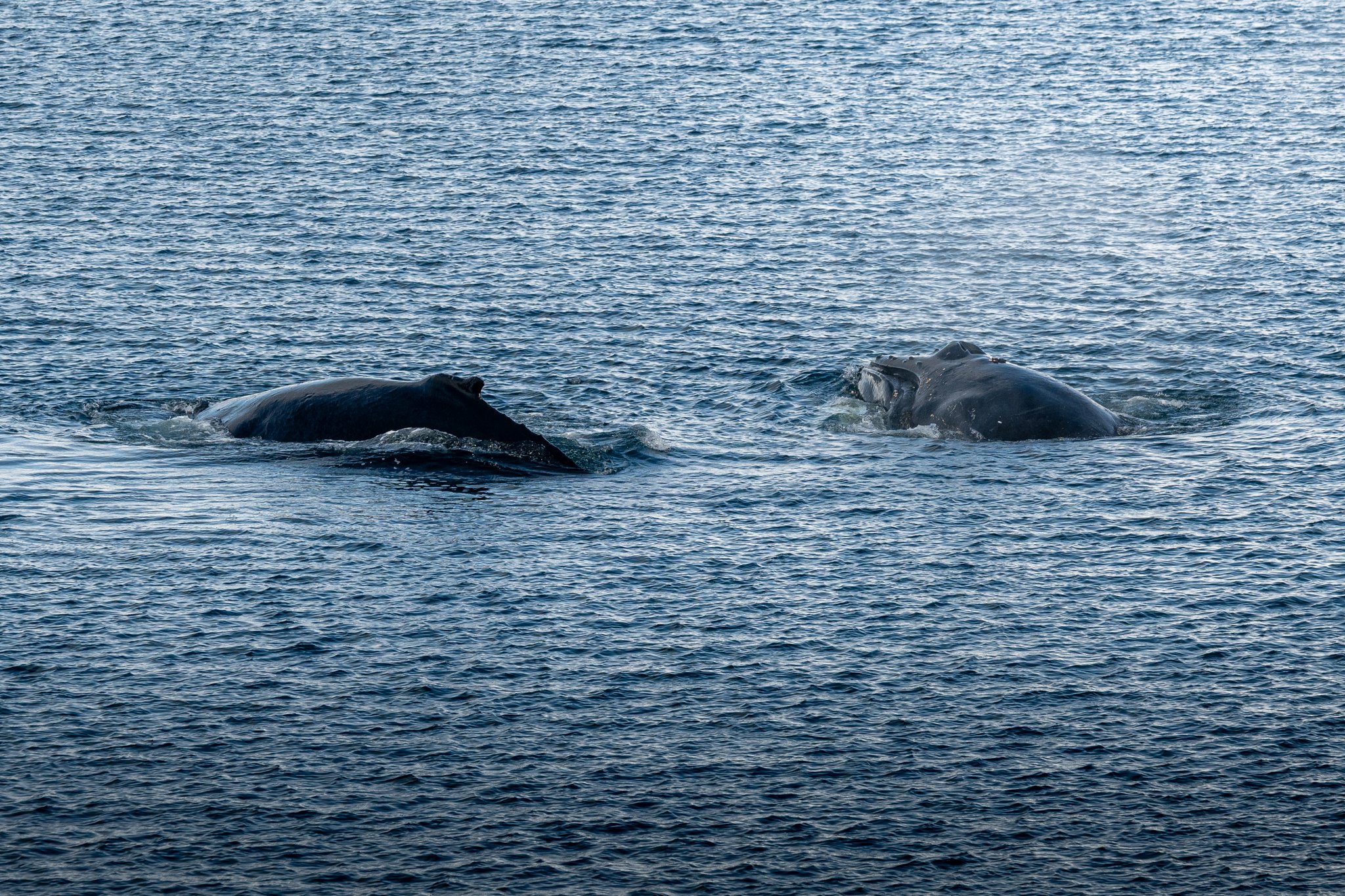 Humpbacks at Close Range.jpg