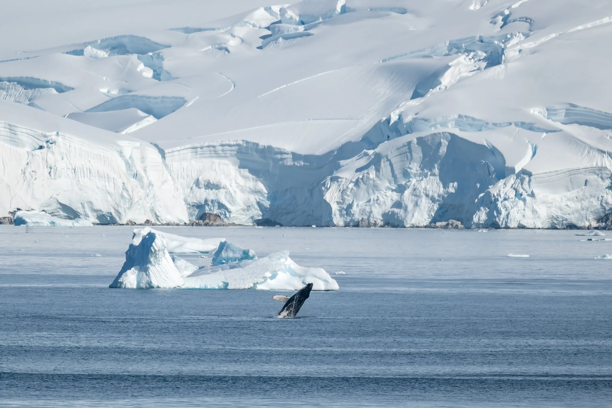 Breaching Humpback Whale.jpg
