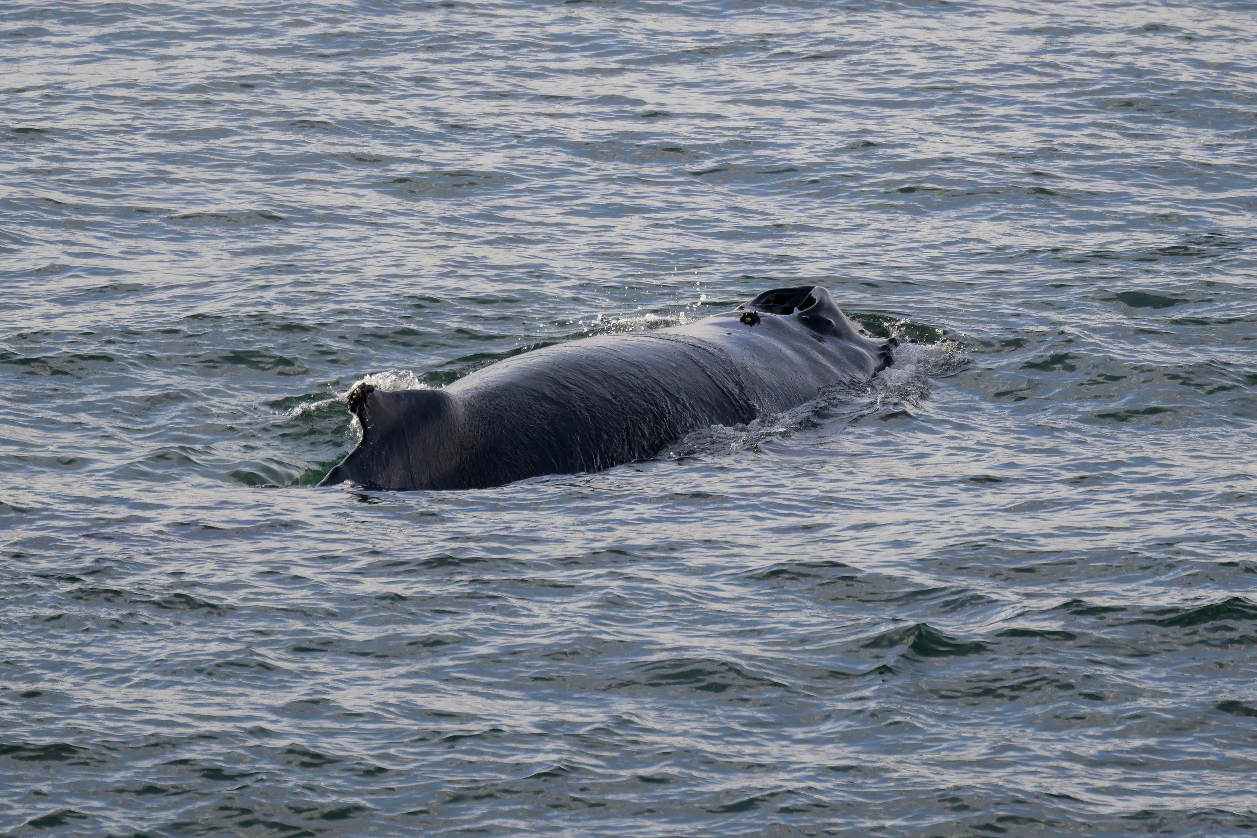Humpback Close Up.jpg