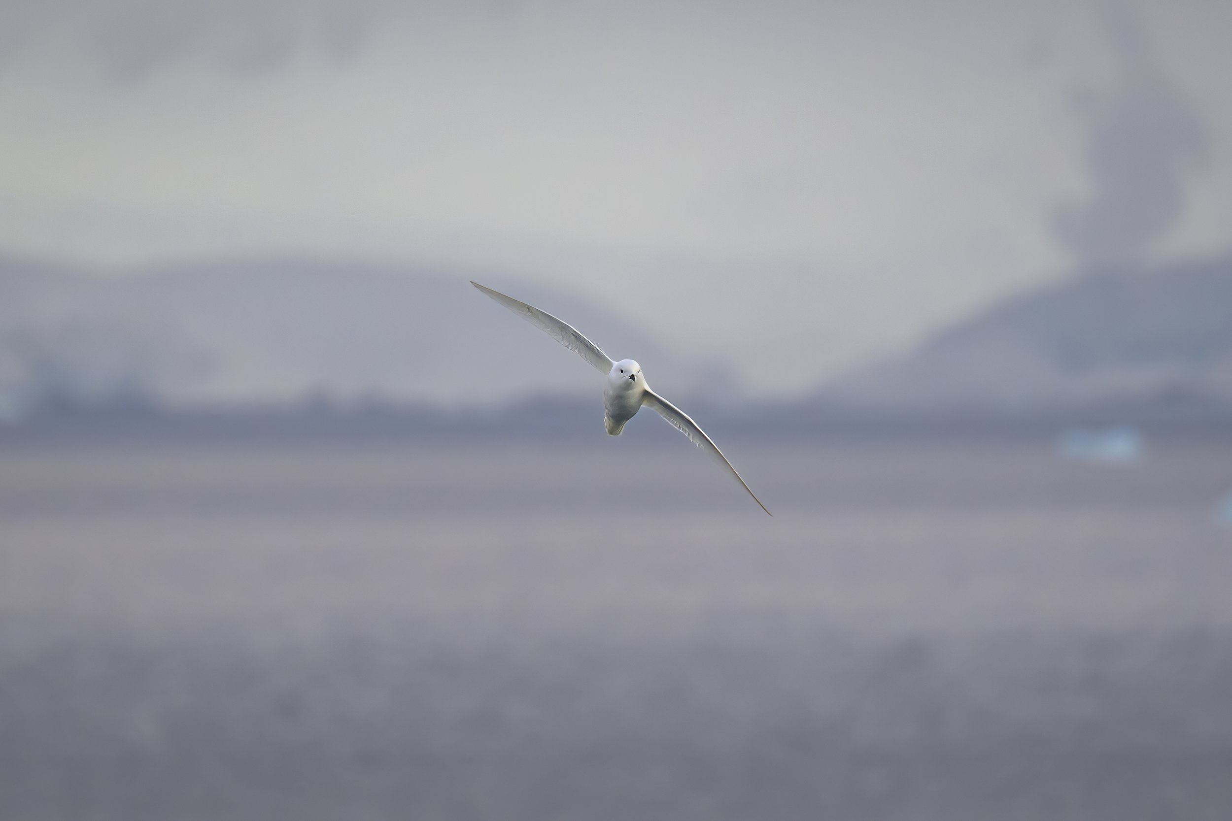Snow Petrel.jpg