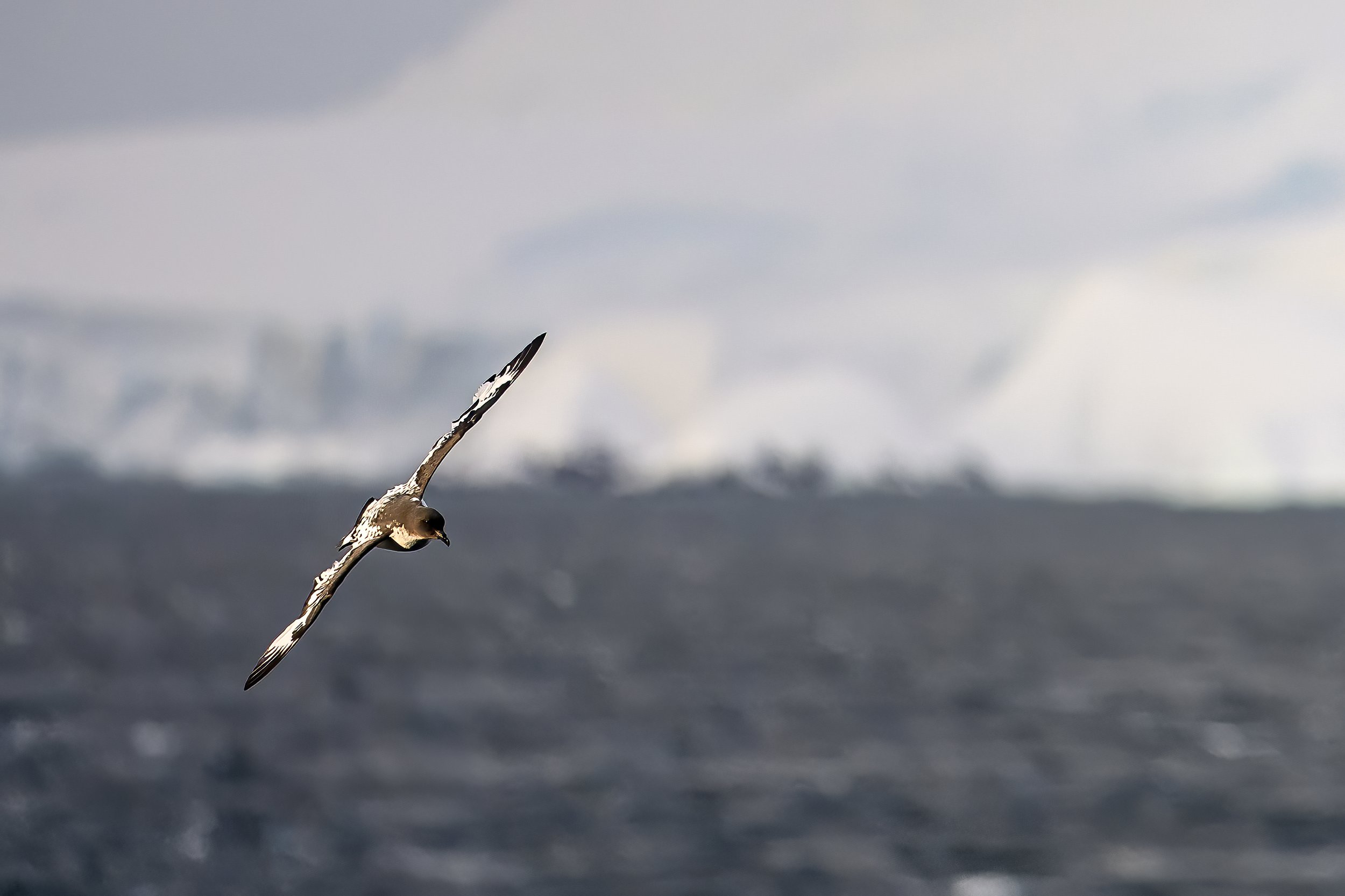 Cape Petrel.jpg