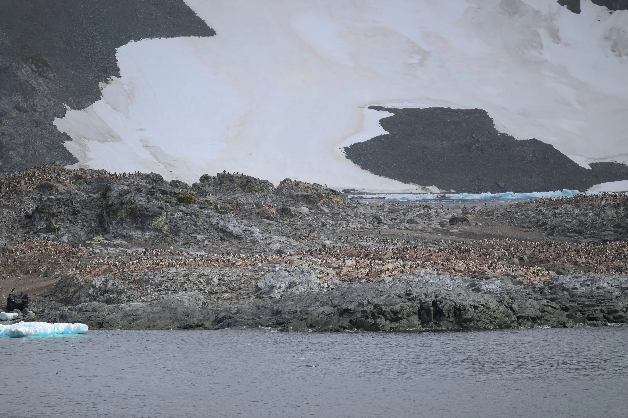 Cuverville Island.jpg