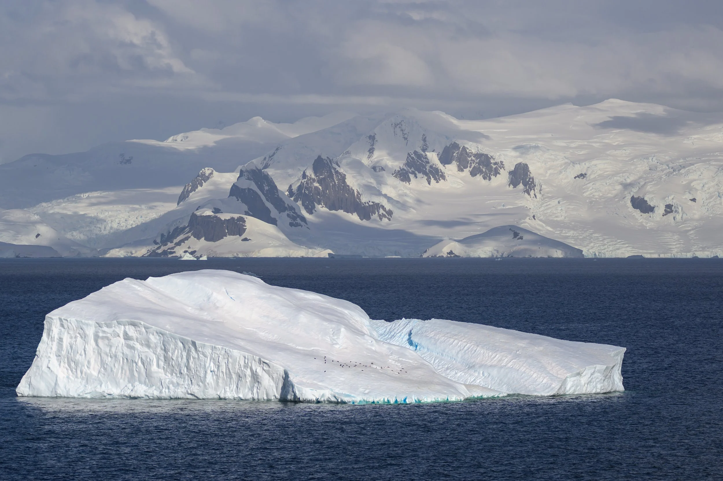 Penguins for Scale.jpg