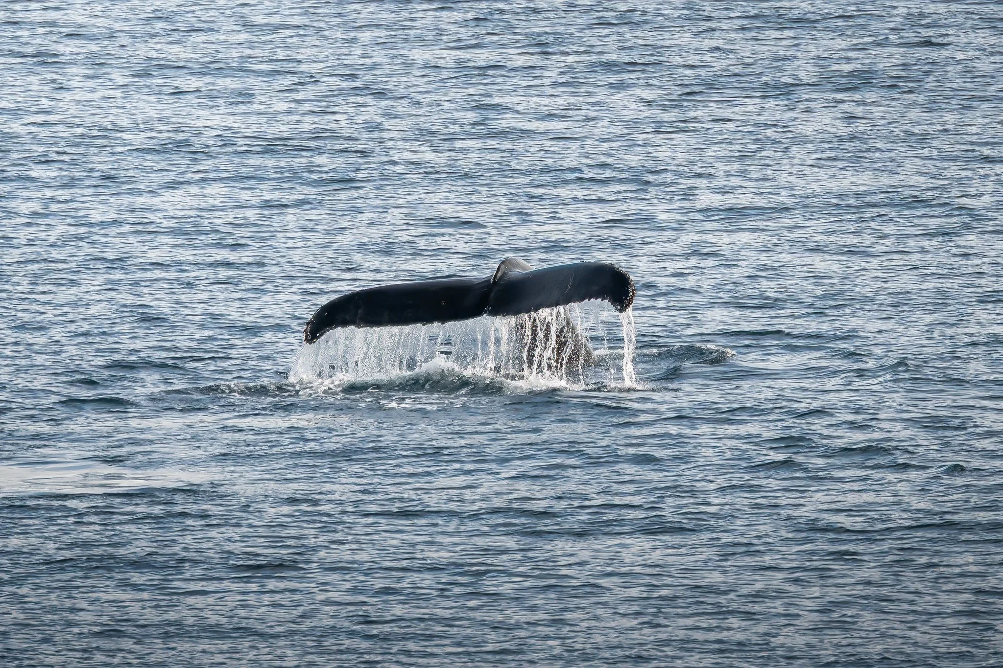 Humpback Tail Fountain.jpg