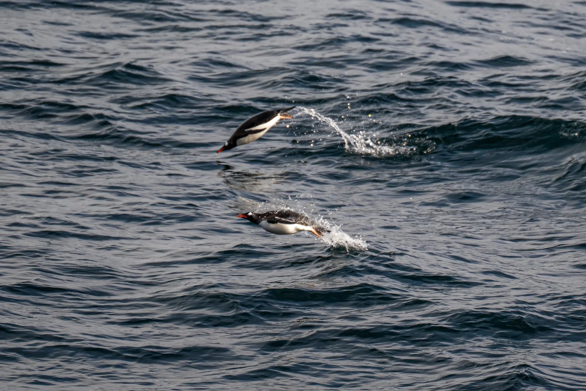 Penguins in Flight.jpg