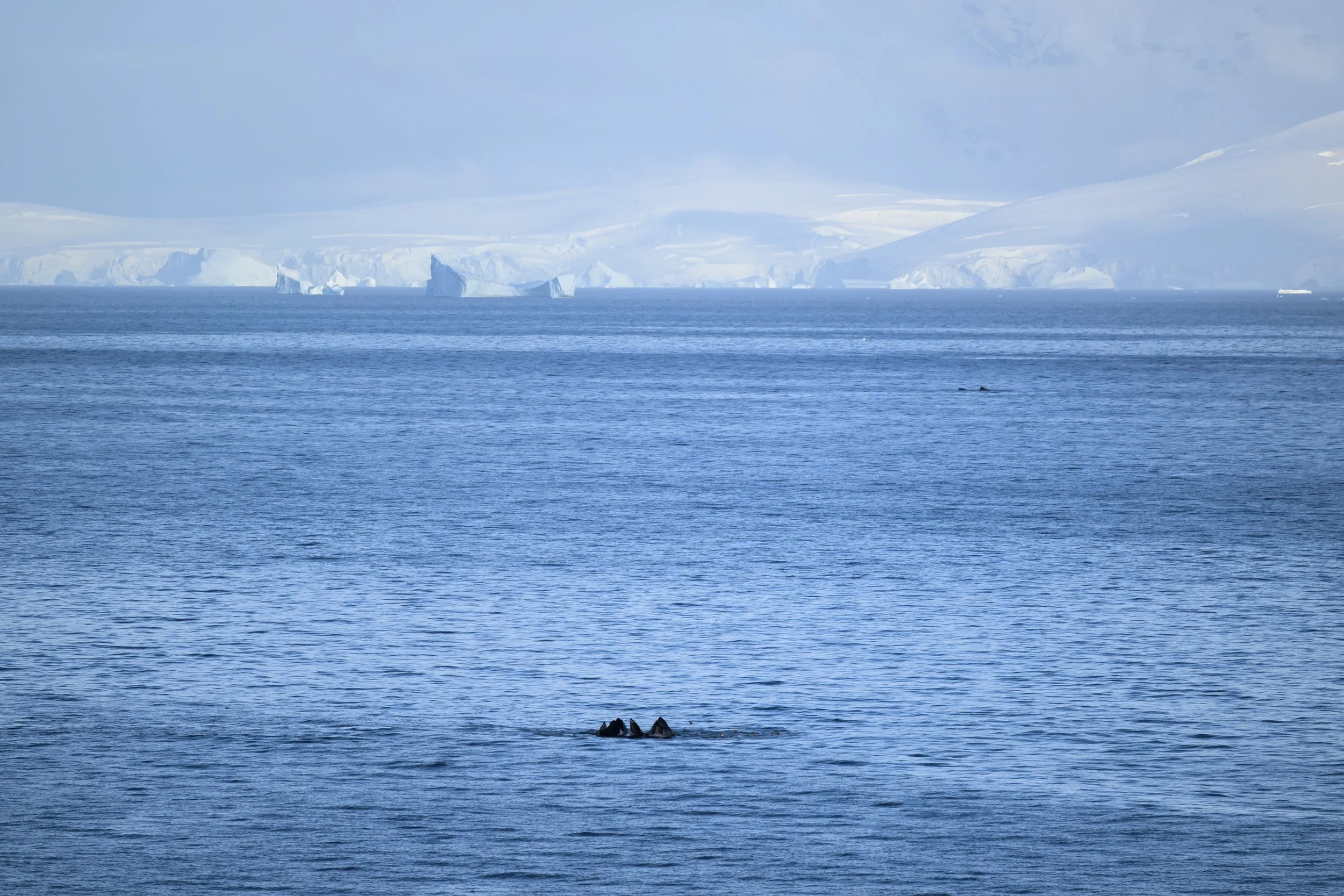 Humpbacks Feeding.jpg