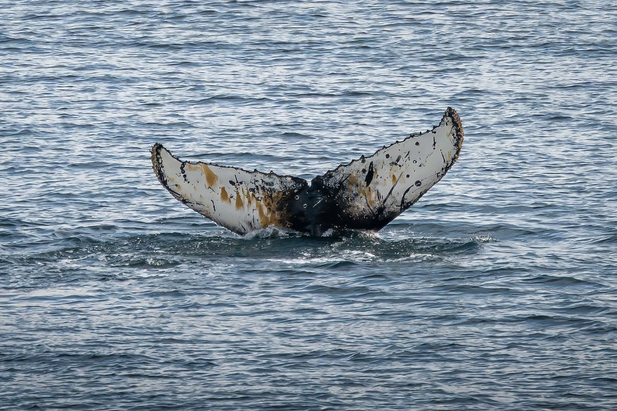 Humpback Fluke.jpg
