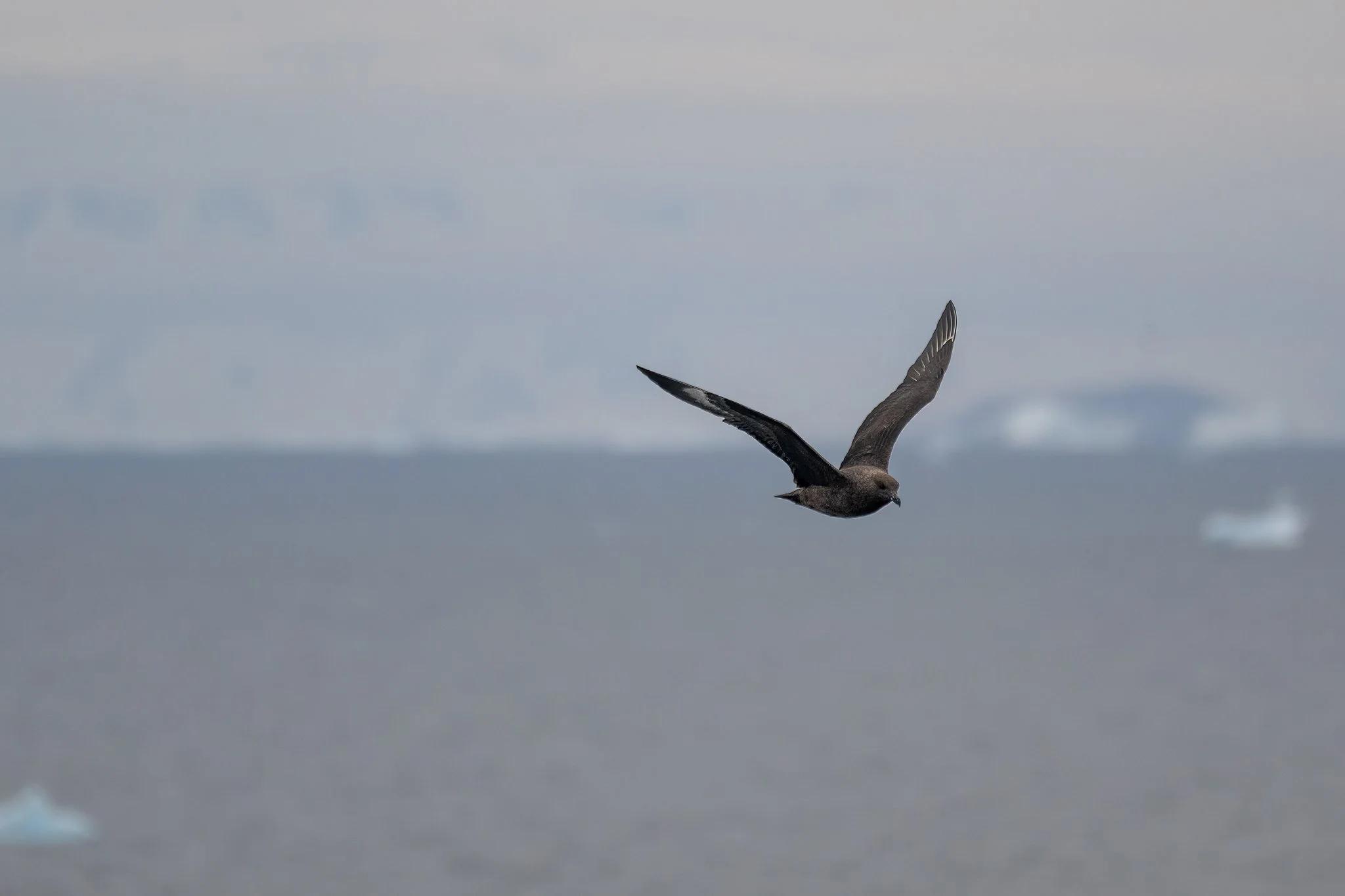 South Polar Skua.jpg